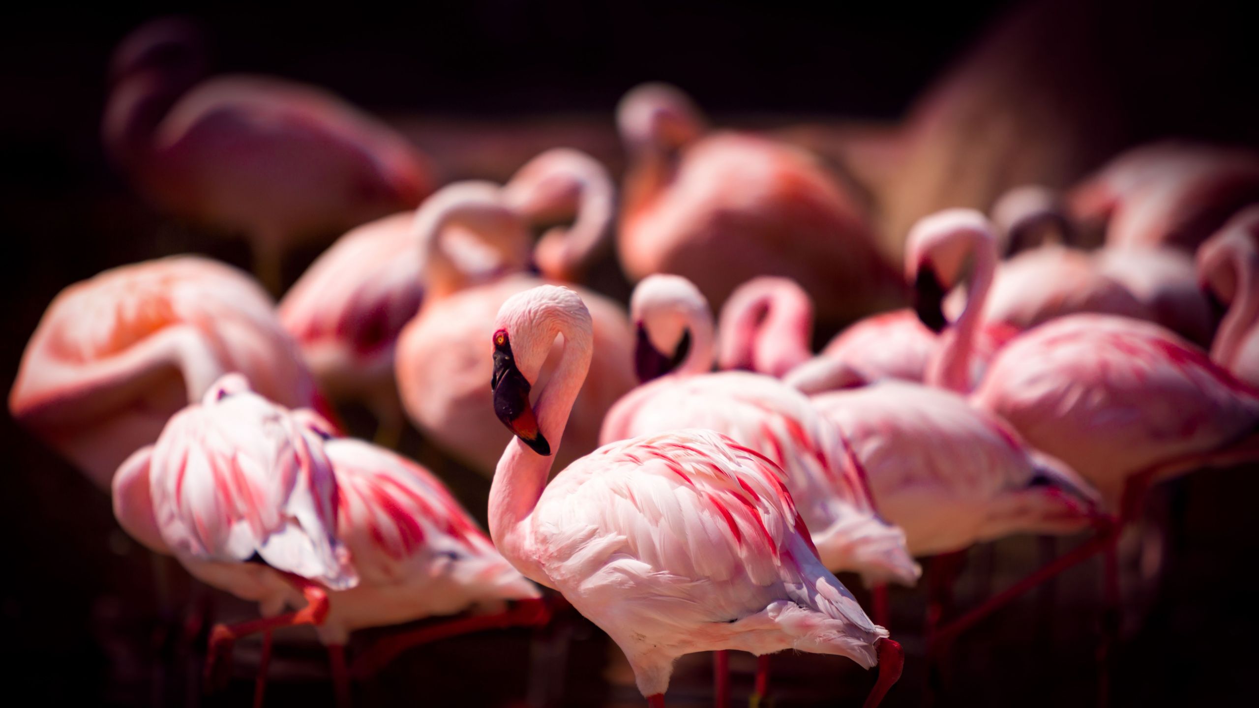 flamingos in memphis tennessee 58f616b33df78ca159e7dfab