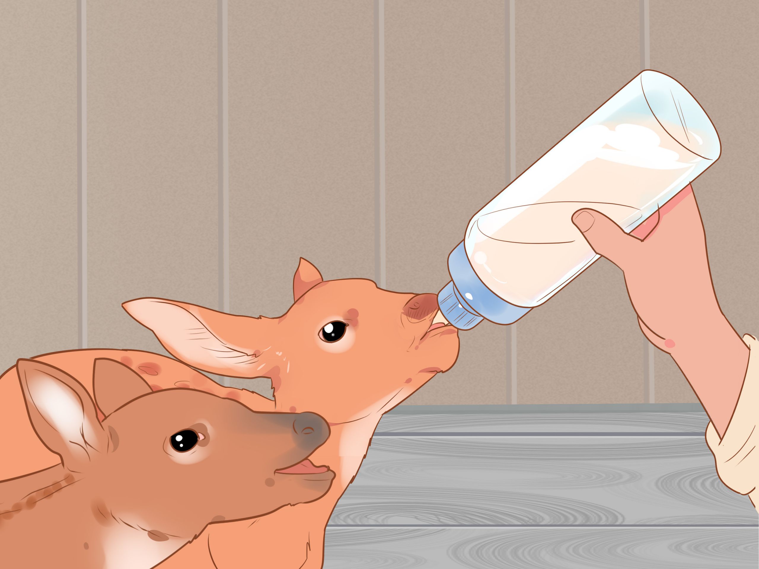 Bottle Feed an Orphaned Fawn Step 14