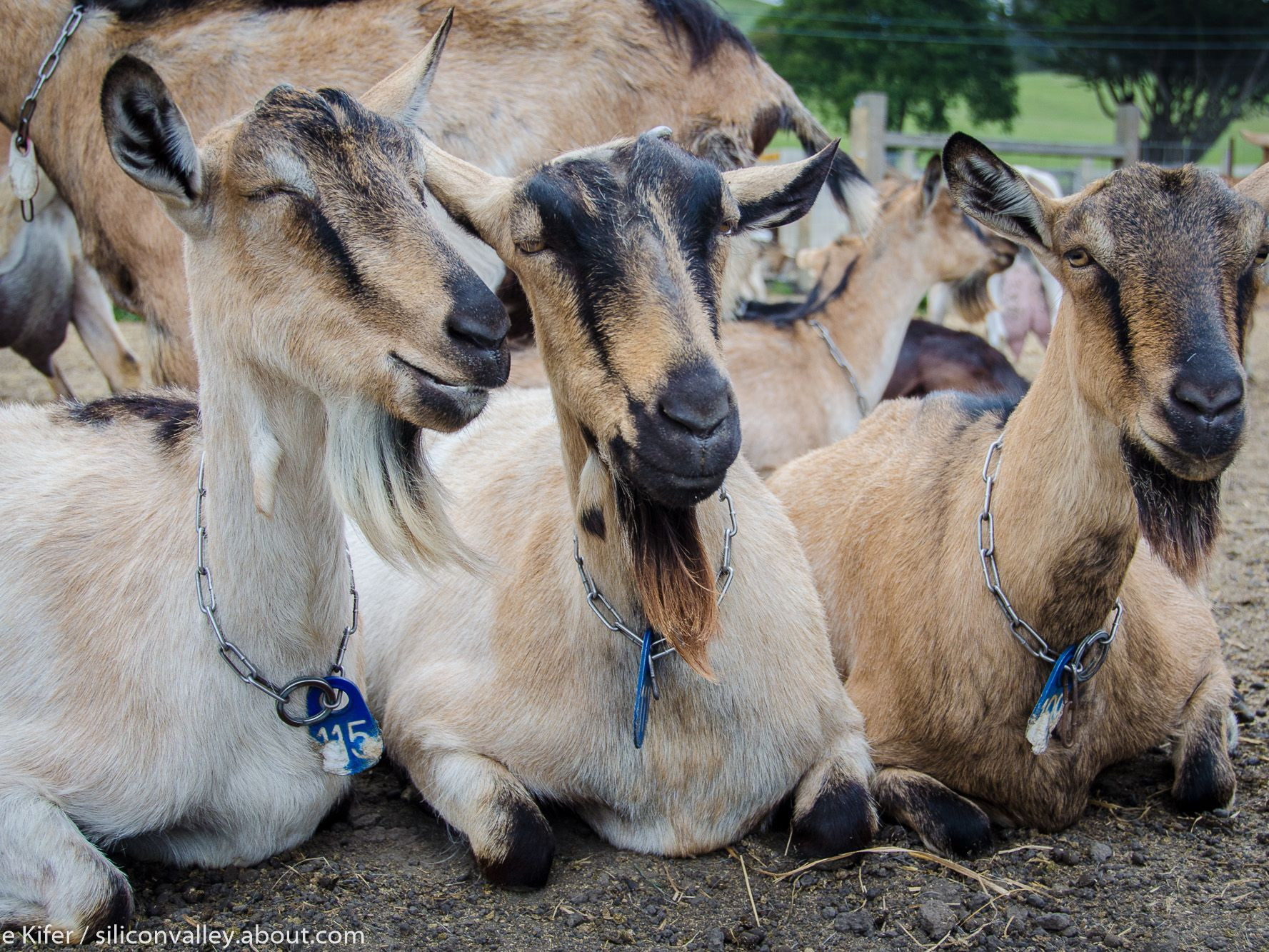 harley farms goat dairy pescadero 56a86dd83df78cf7729e123f JPG