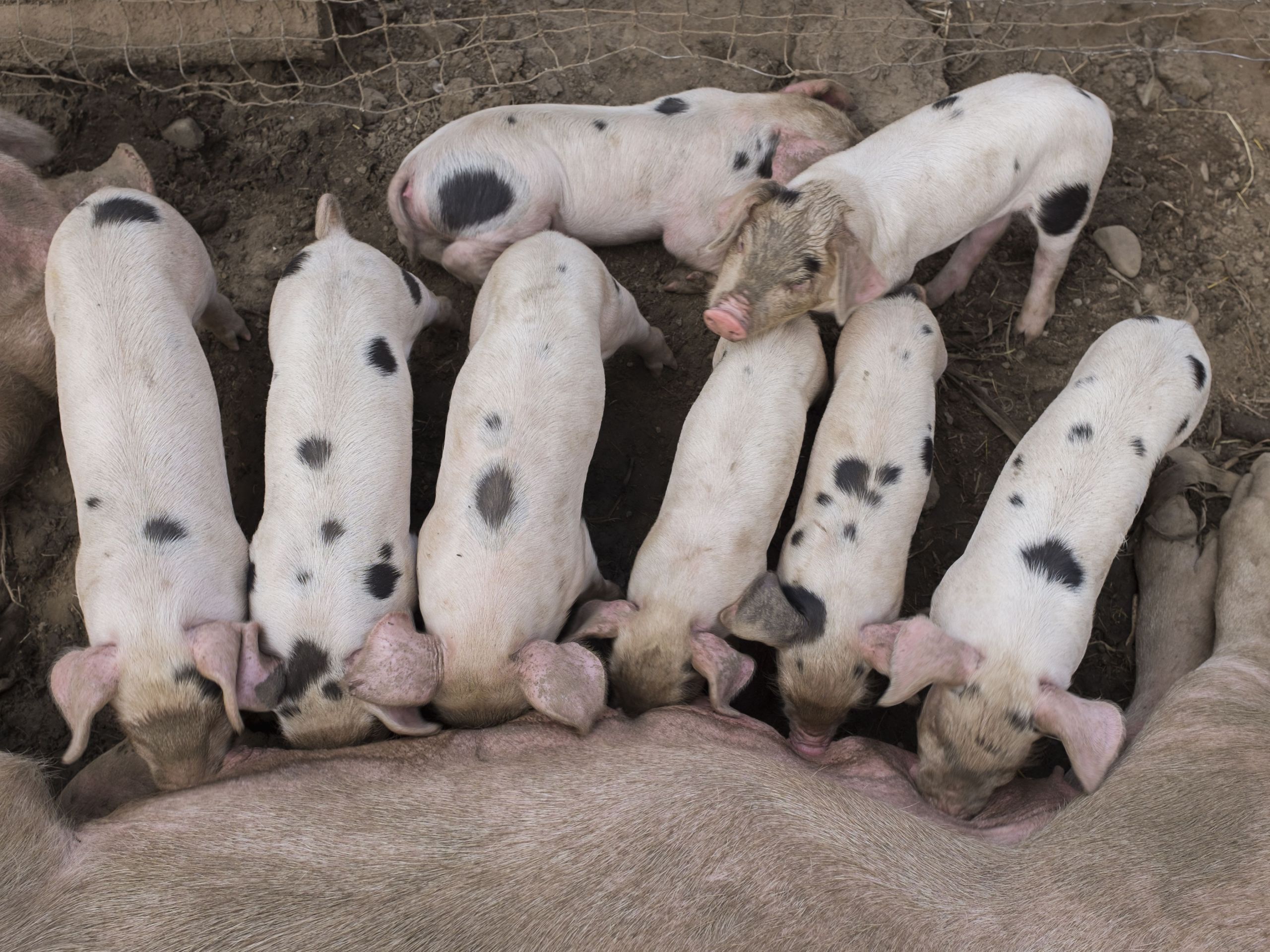 pig feeding piglets on farm a03df78c9b dac