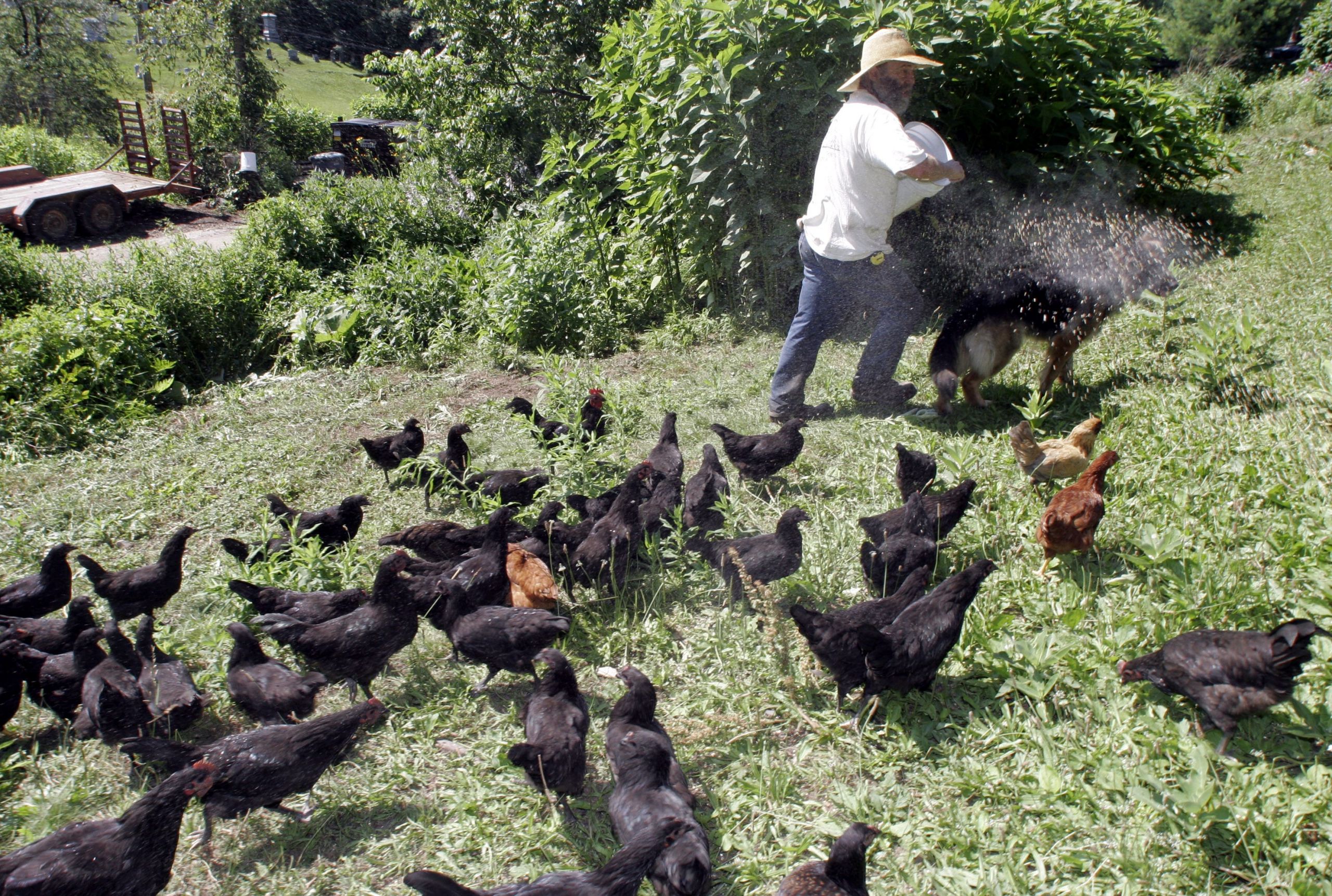 Farm Animals Chickens