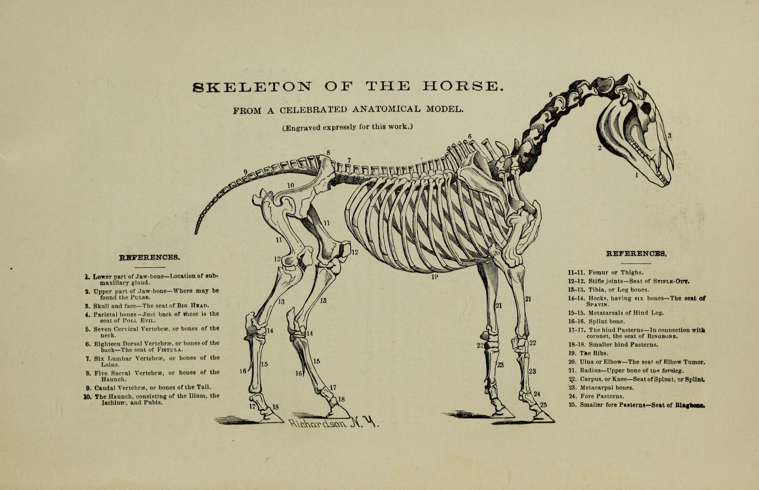 The American reformed horse book a treatise on the causes symptoms and cure of all diseases of the horse including every disease peculiar to America also embracing full information on breeding %