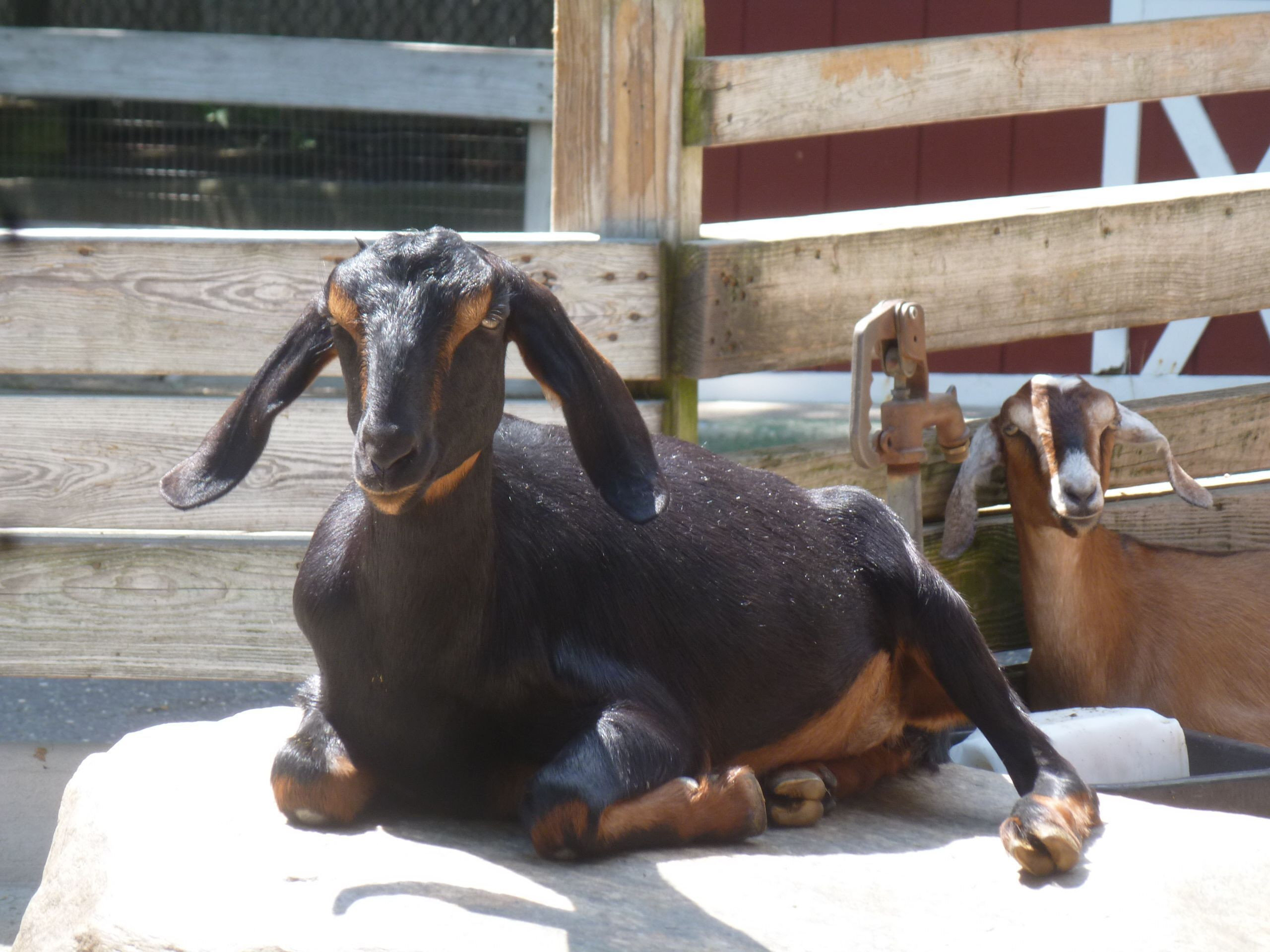 holtsville nubian goats 56a5b90d5f9b58b7d0de20ed