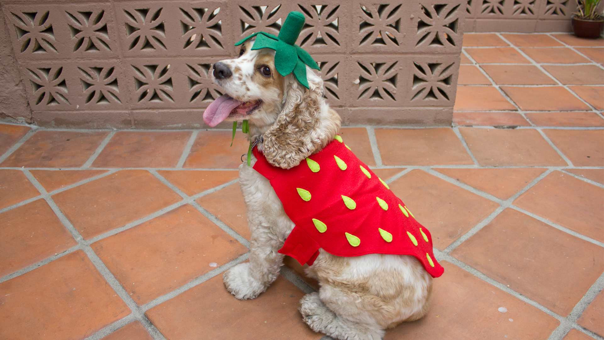 ppc strawberryDogCostume strawberryCostumeFromBack 1 5b c9e77c007bfd19f3