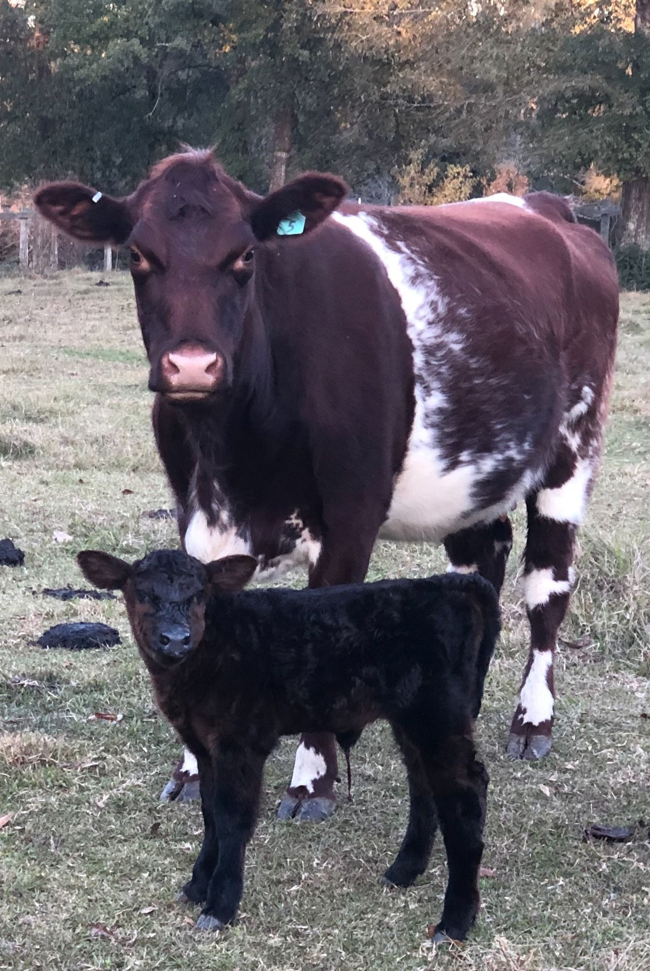 Farm Animals Cows Calves