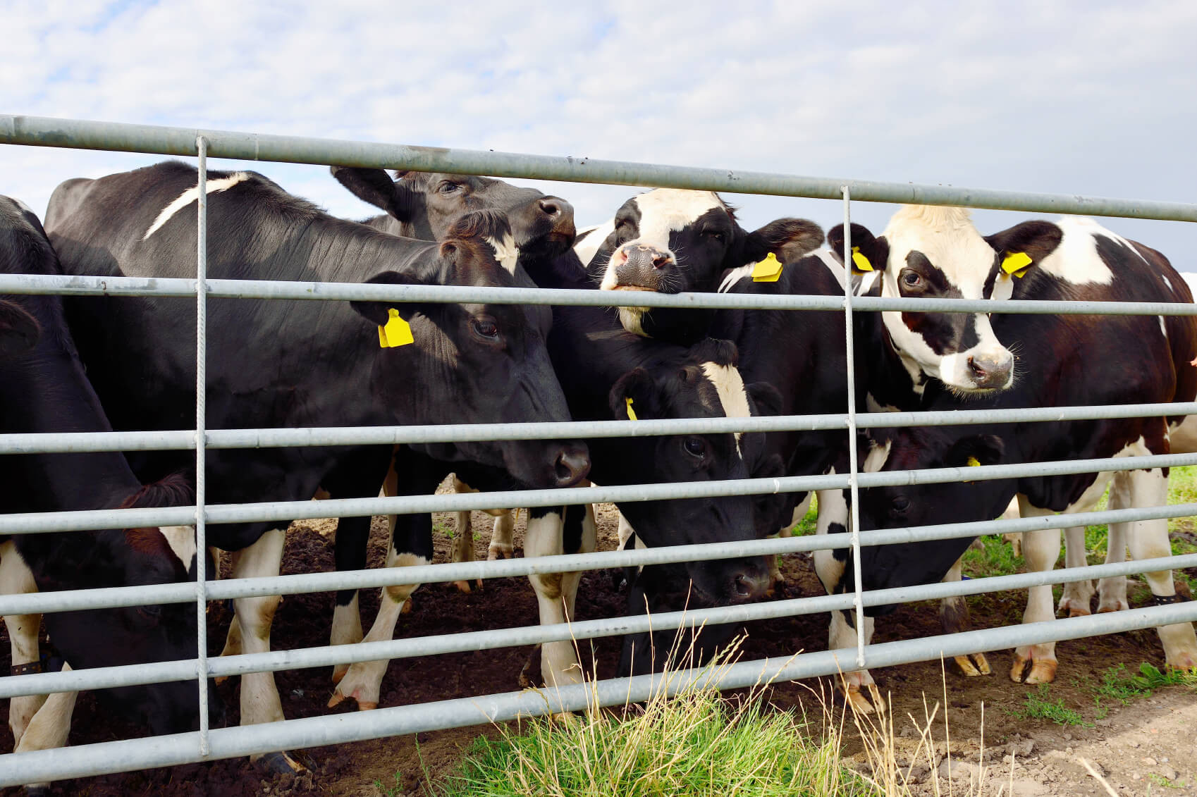 Farm Animals Cows Cattle