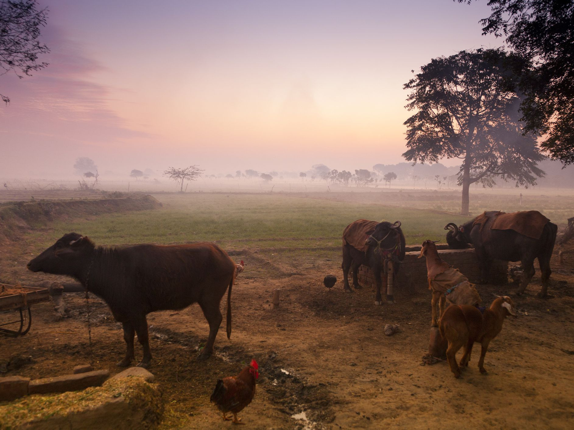 Farm Animals Cows Cattle