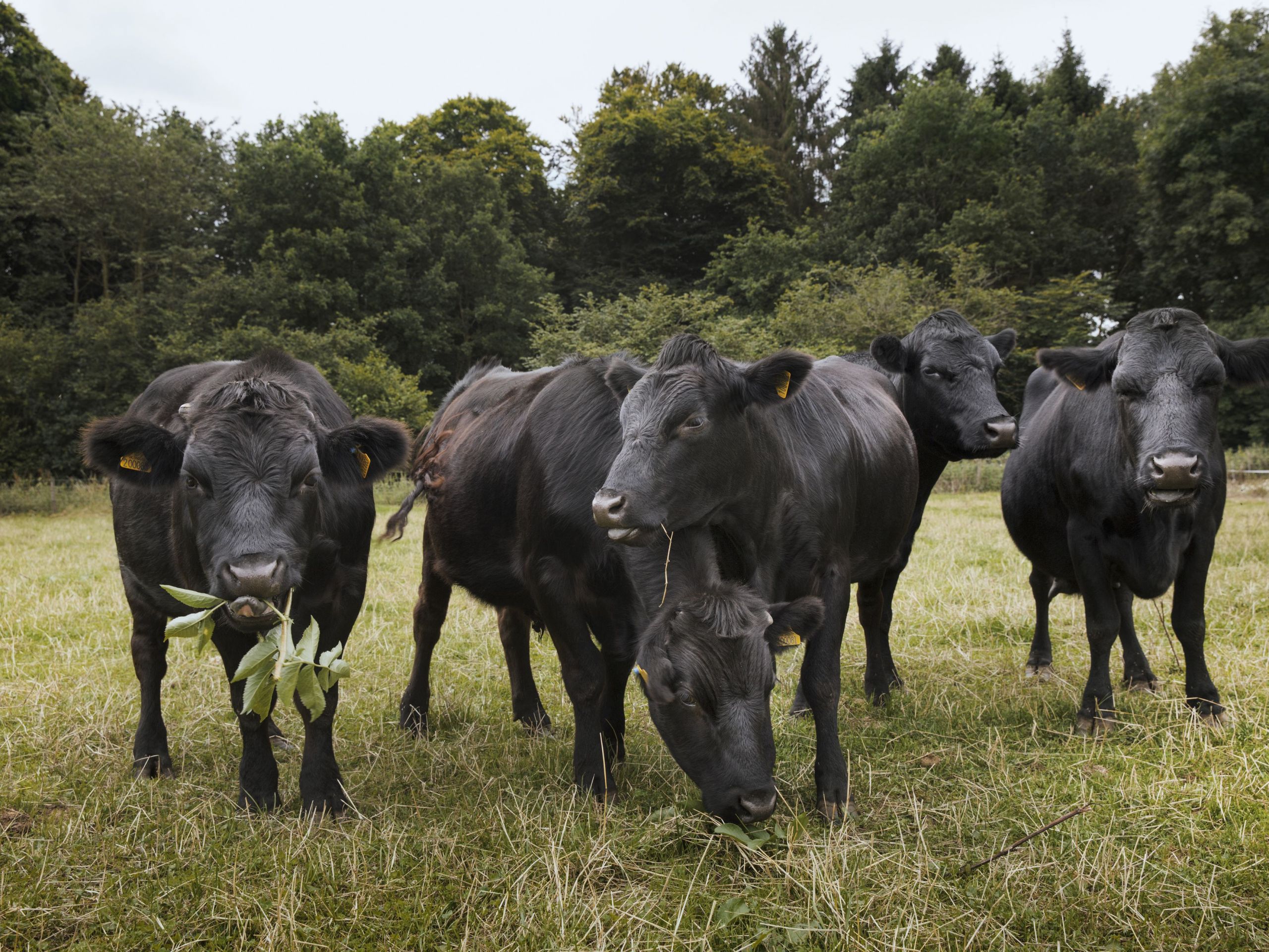 Farm Animals Cows Cattle