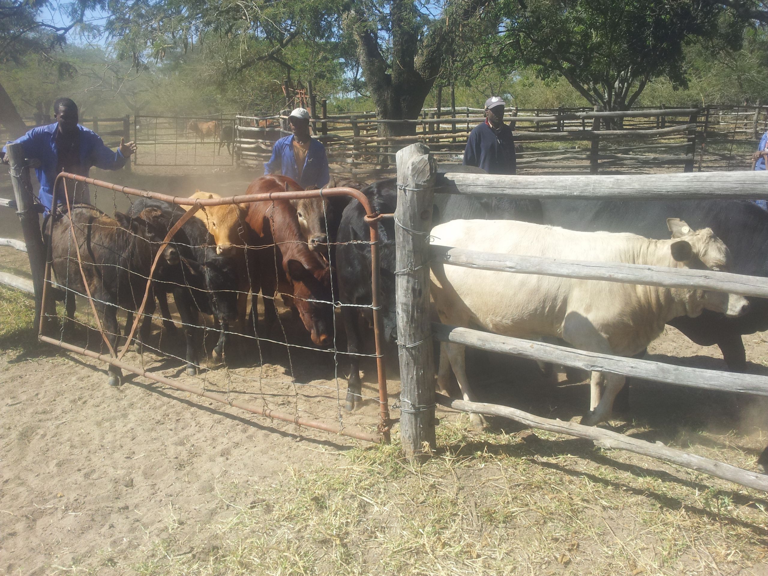 Driving cattle for dipping