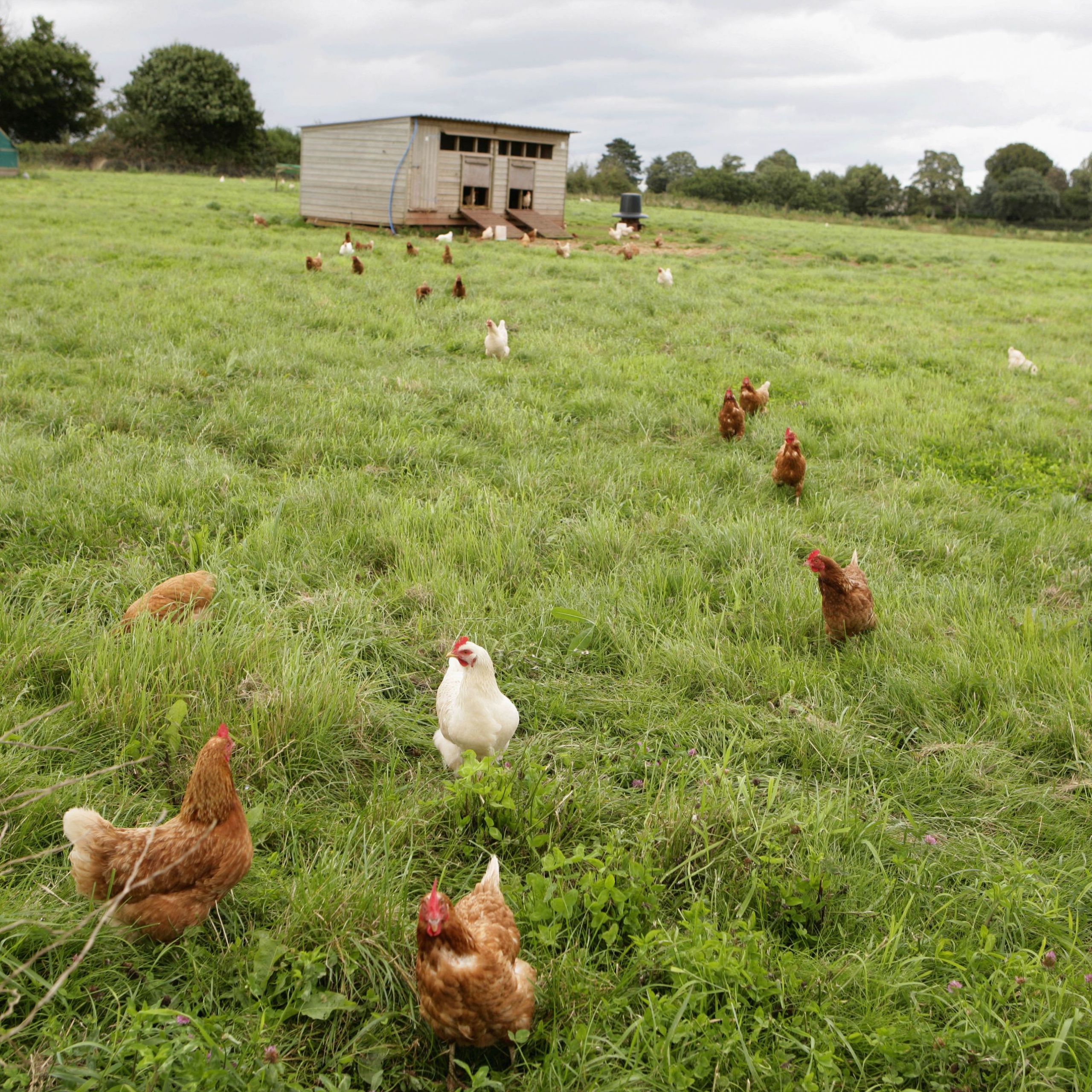 Farm Animals Crafts Chicken