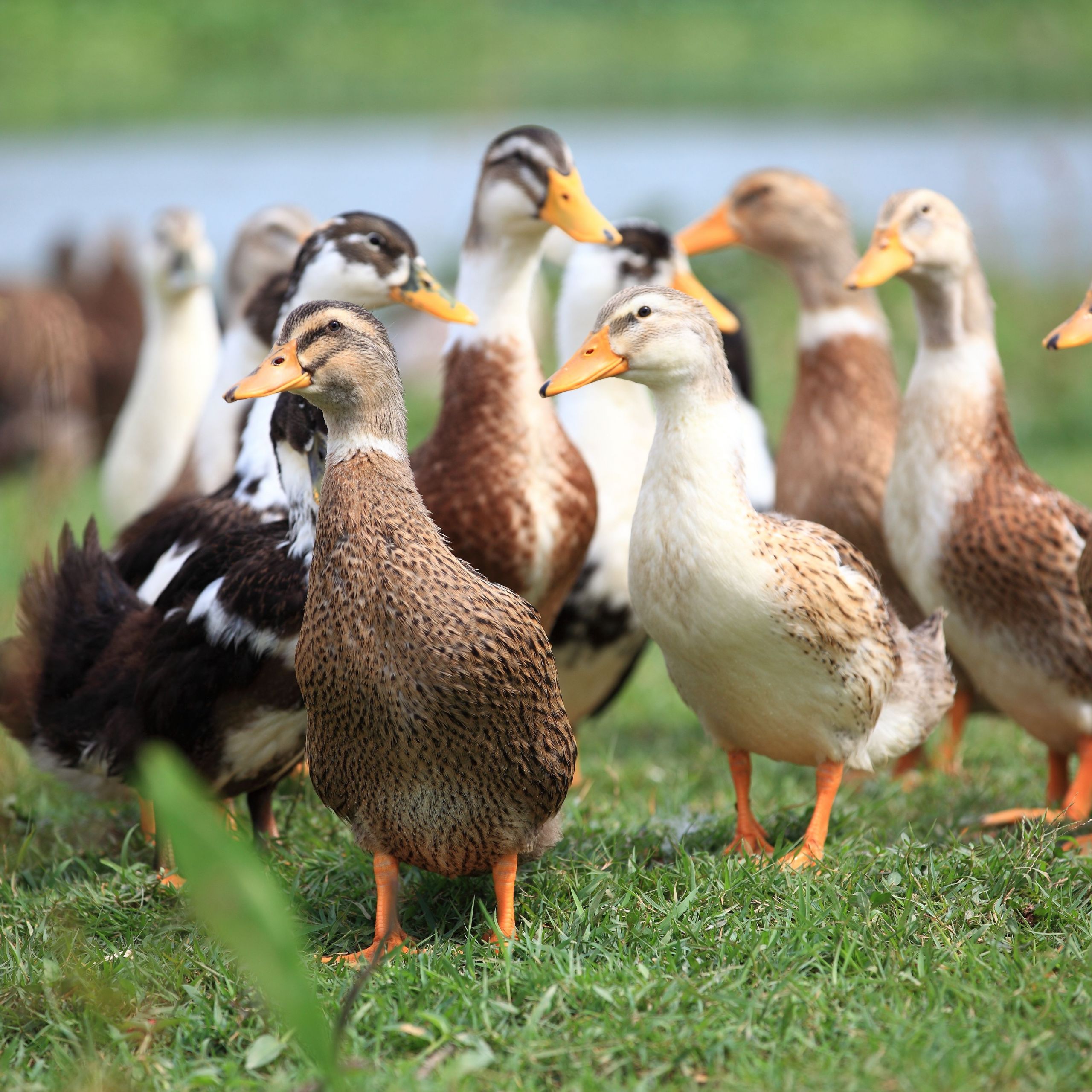 Farm Animals Crafts for Infants