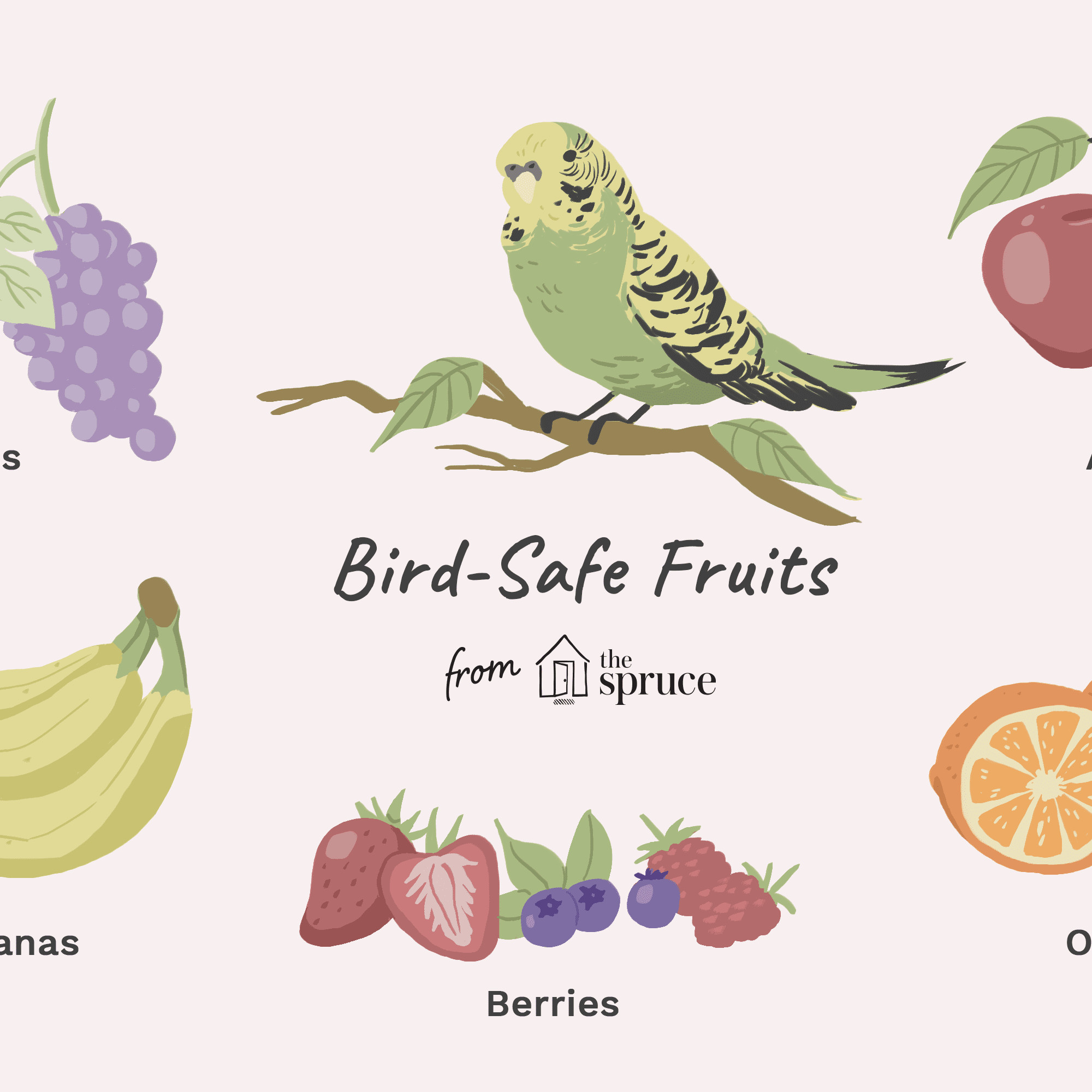 safe fruits for birds Final 5bbd0d6ec9e77c0051dd8f07