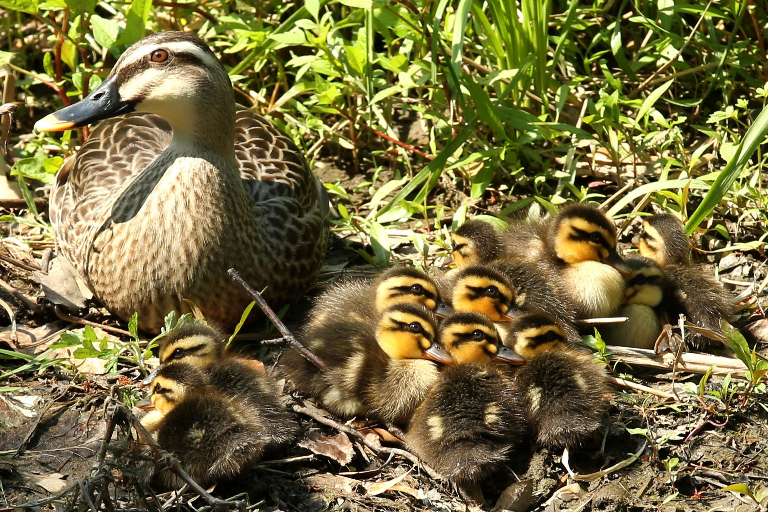 newly born ducklings bring spring scene in himeji 572b4ed05f9b58c34c1c69da