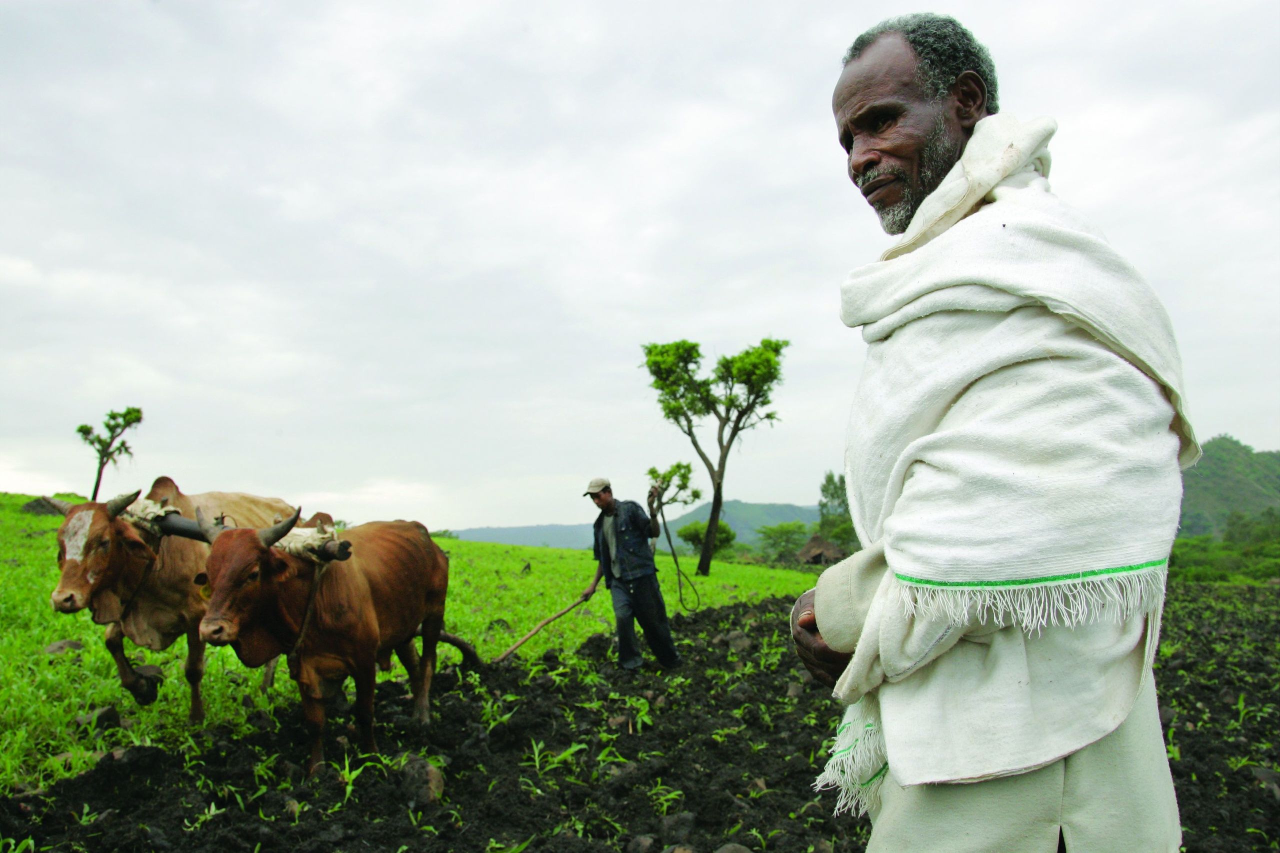 ILRI Stevie Mann Ploughing with cattle in southwestern Ethiopia