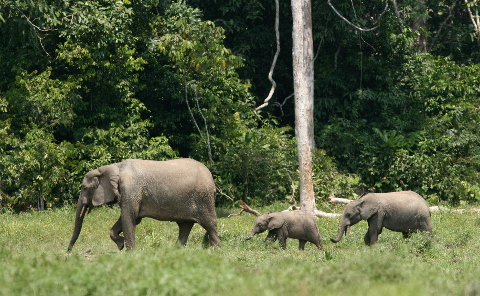 forest elephant family Richard Ruggiero USFWS