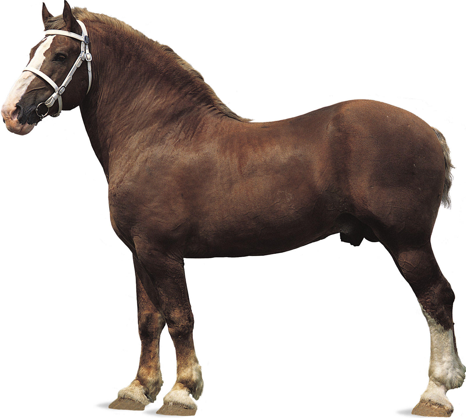 stallion Belgian sorrel coat tail mane