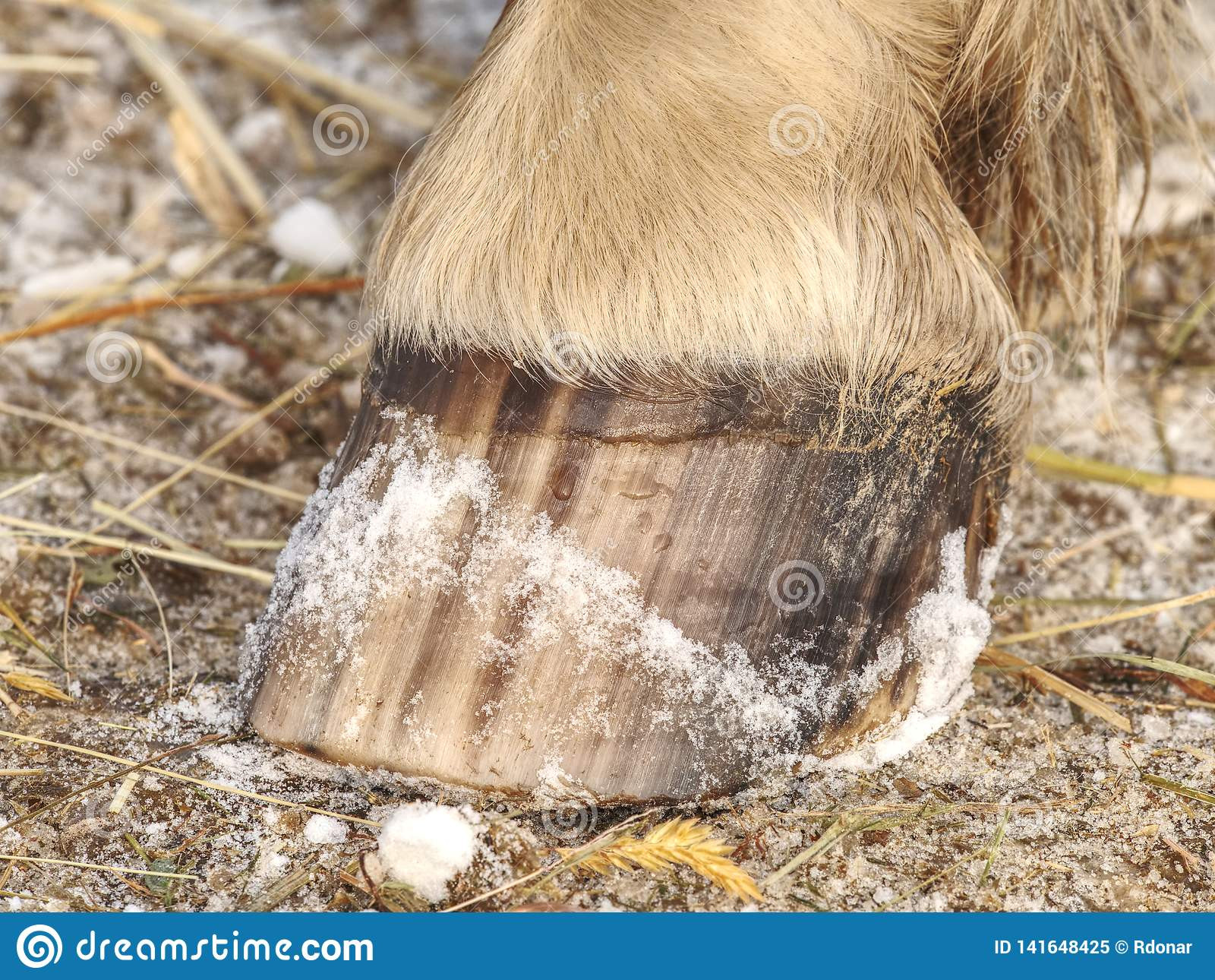 detail striped horse hoof od ground pigment stripes keratin basic protein hooves