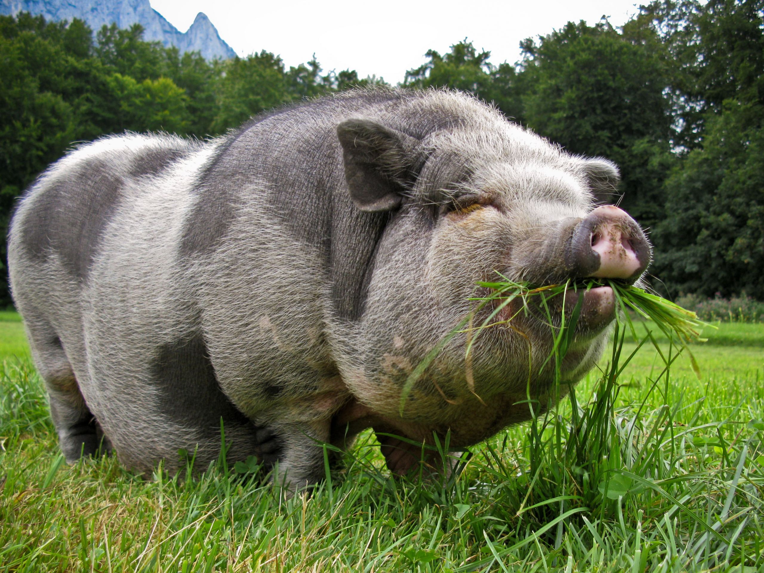 Farm Animals Crafts Pig