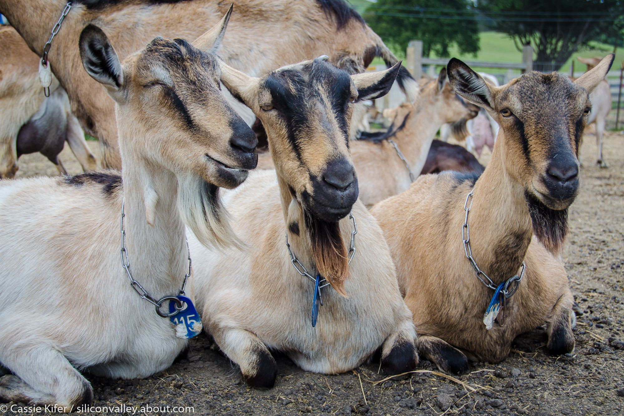 harley farms goat dairy pescadero 56a86dd83df78cf7729e123f JPG