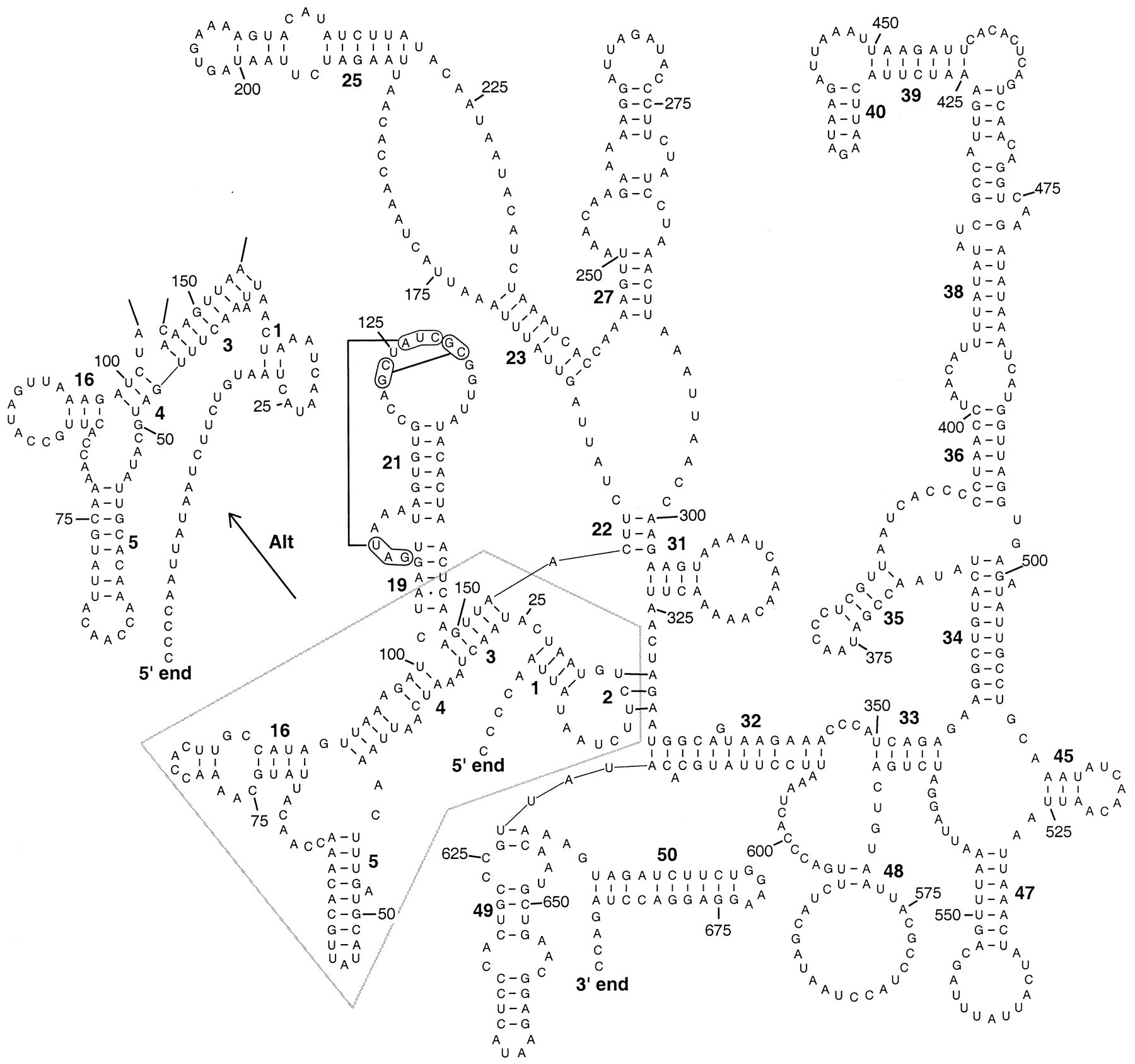 Farm Animals Crossword Puzzle