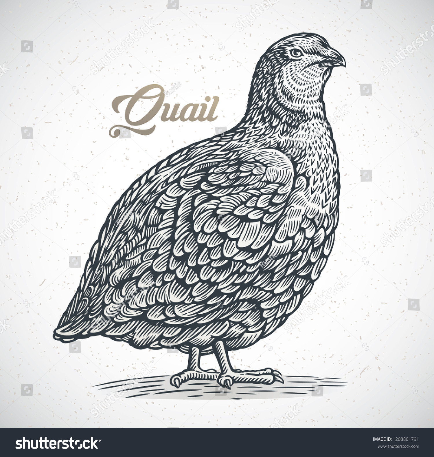 stock vector graphic image of quail in engraving style