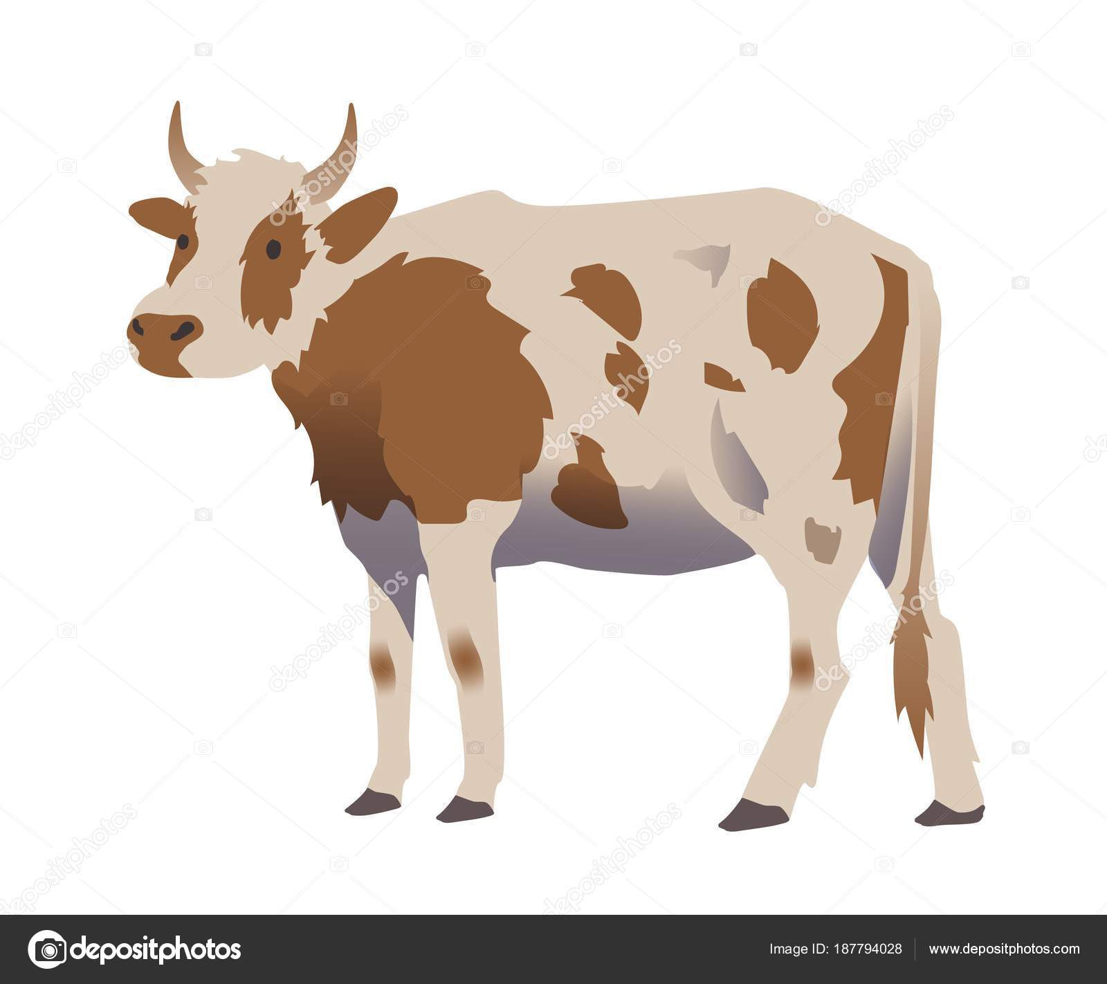 depositphotos stock illustration vector cow illustration isolated on