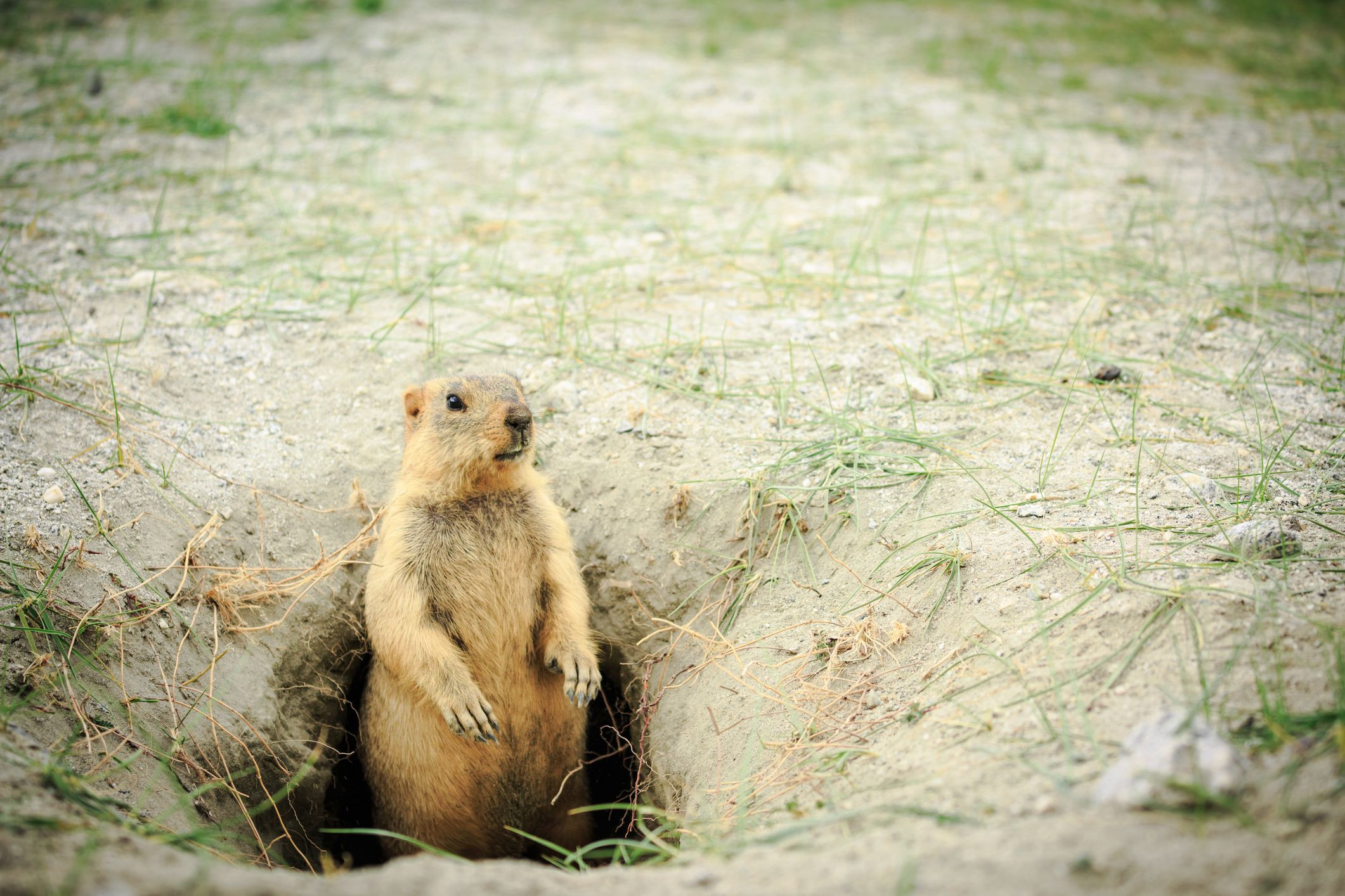 marmot at hole home 5c479f0746e0fb0001c704d7