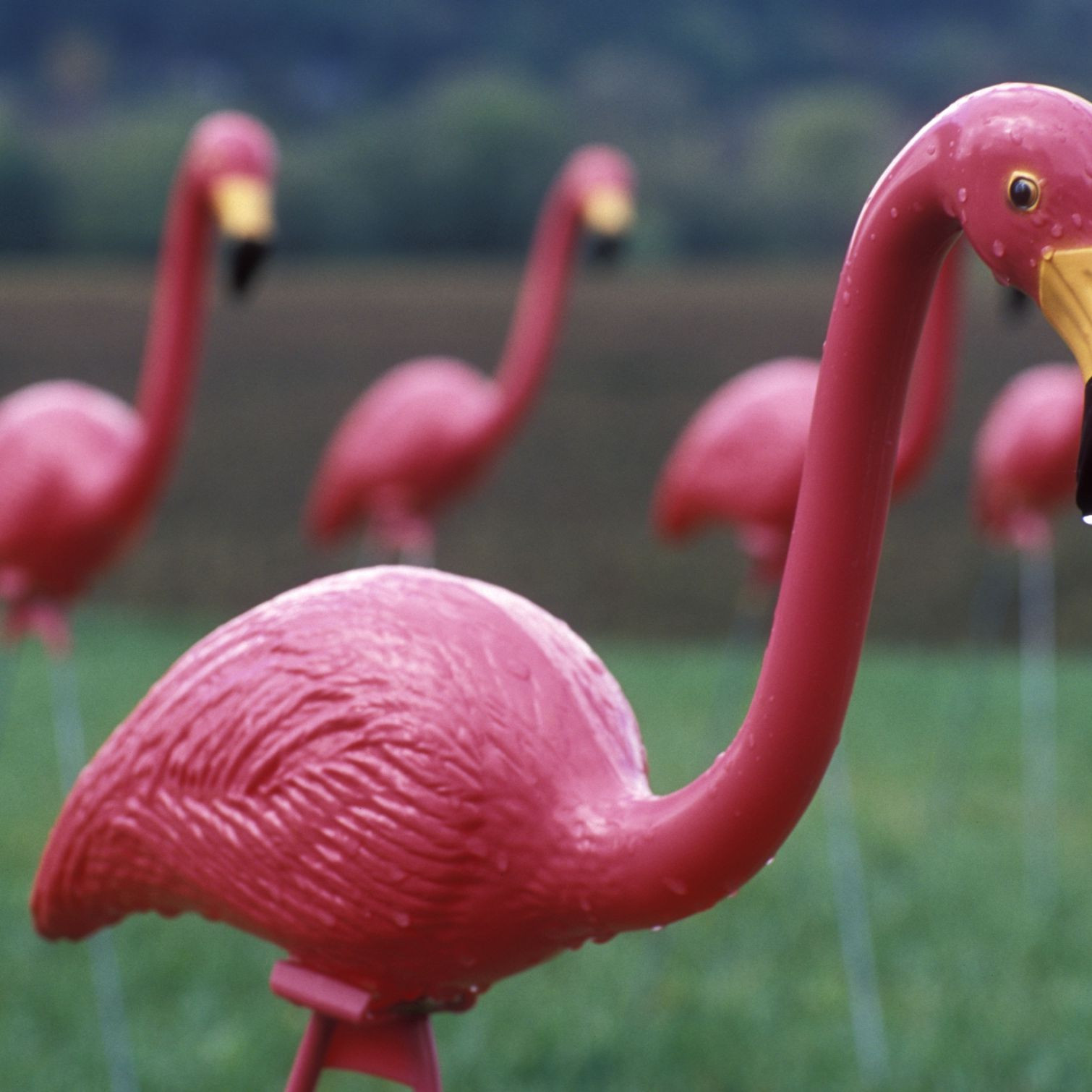 lawn flamingos 56a491a05f9b58b7d0d