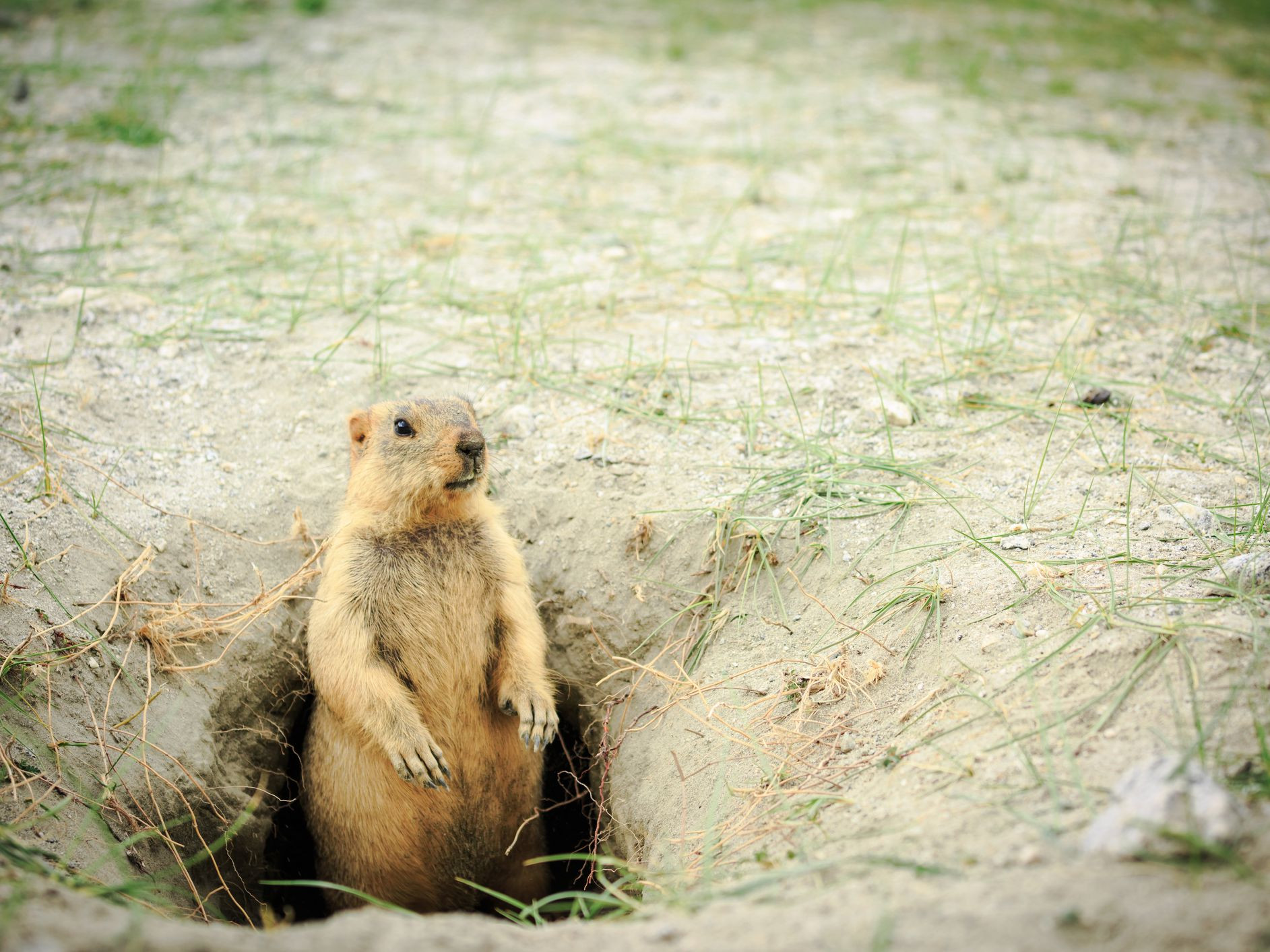 marmot at hole home 5c479f0746e0fb0001c704d7