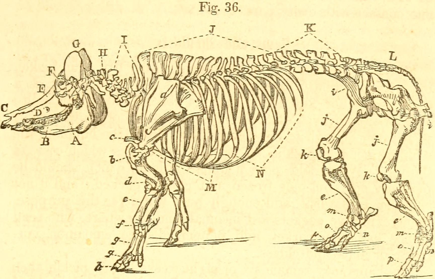 Domestic animals history and description of the horse mule cattle sheep swine poultry and farm dogs % %