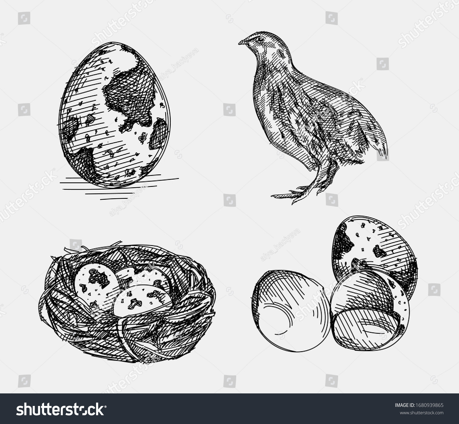 stock vector hand drawn sketch of quail set the set consists of a quail quail eggs and quail eggs in the nest