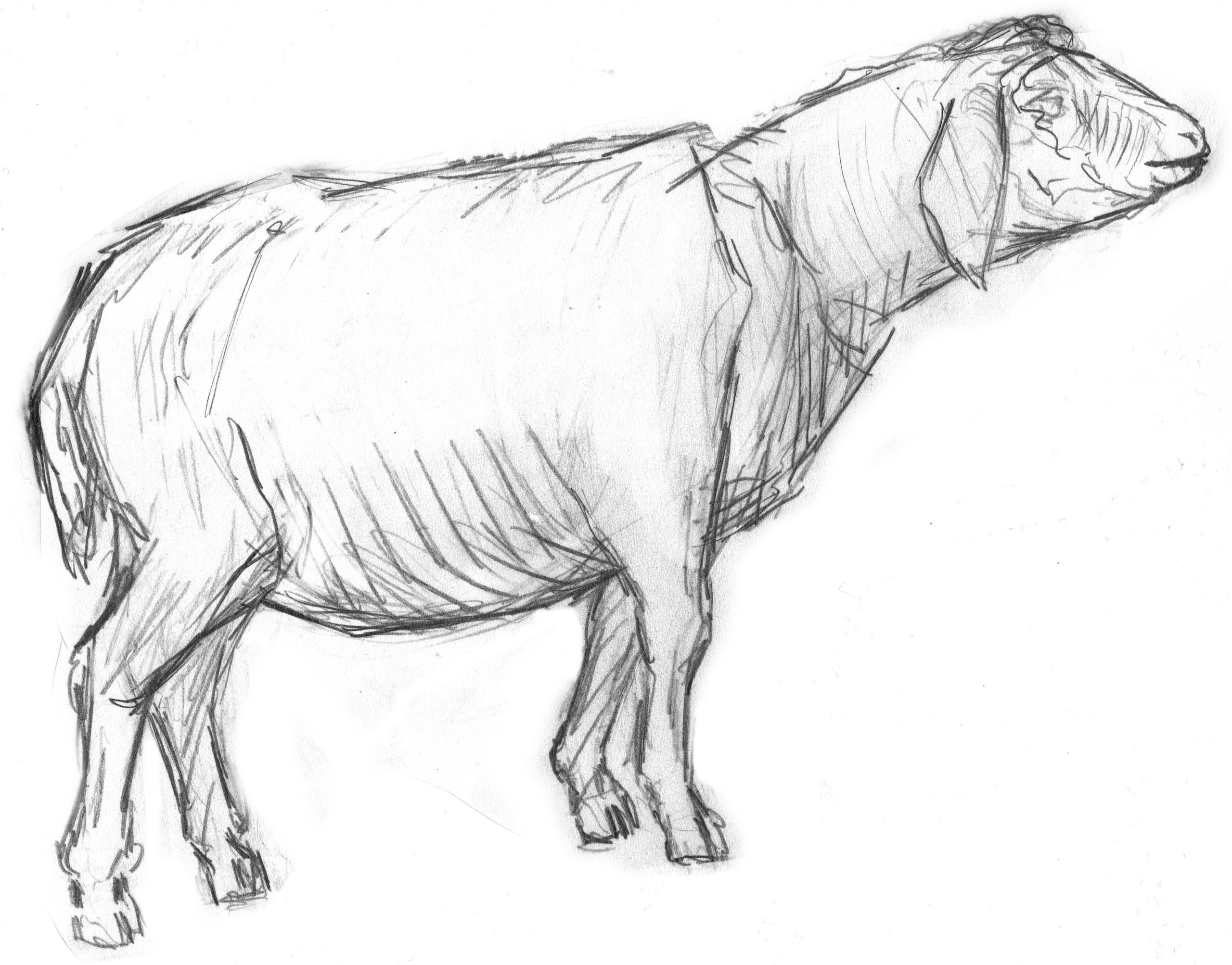 Farm Animals Drawing Sketches