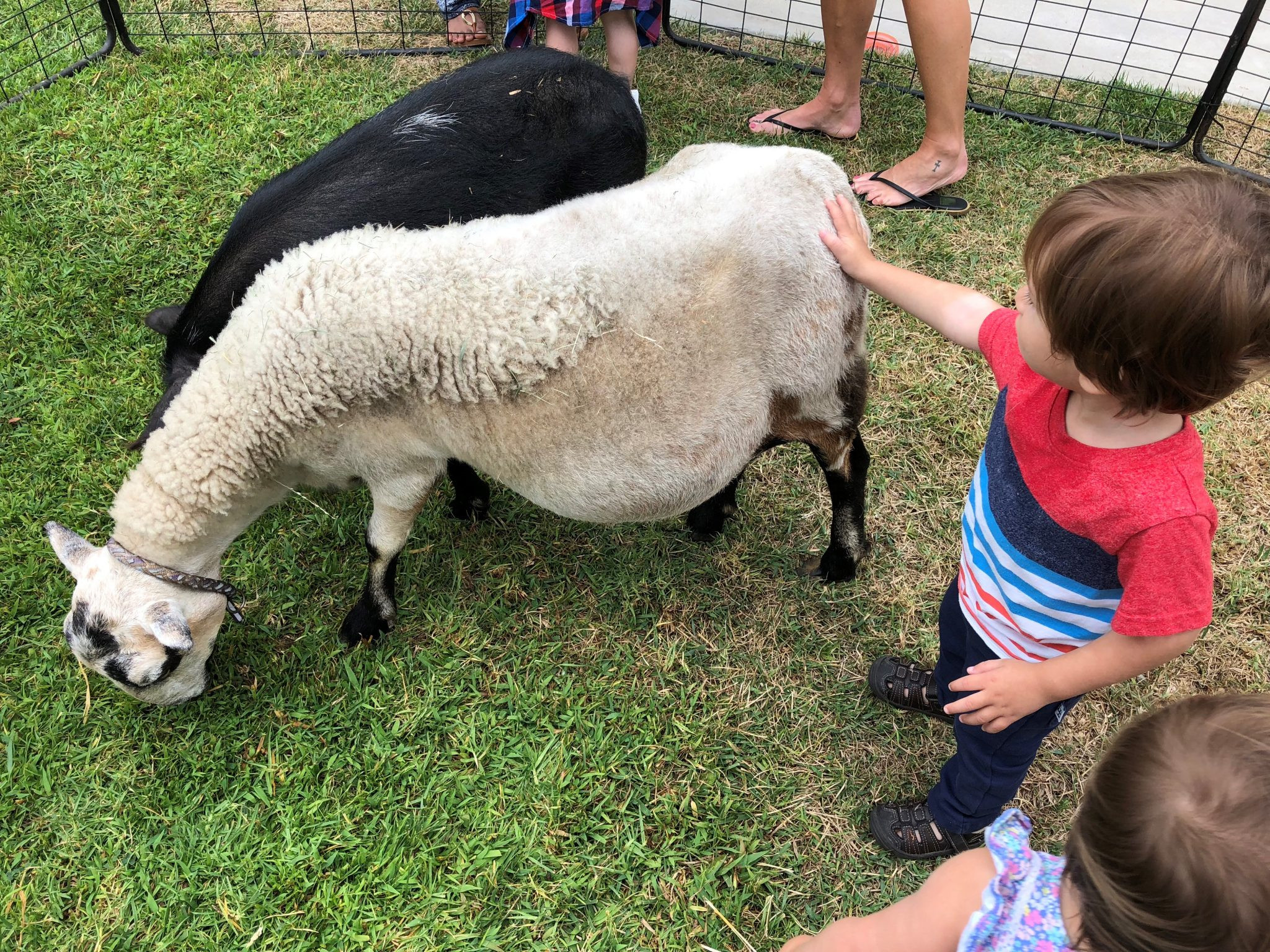 Farm Animals Felt toys