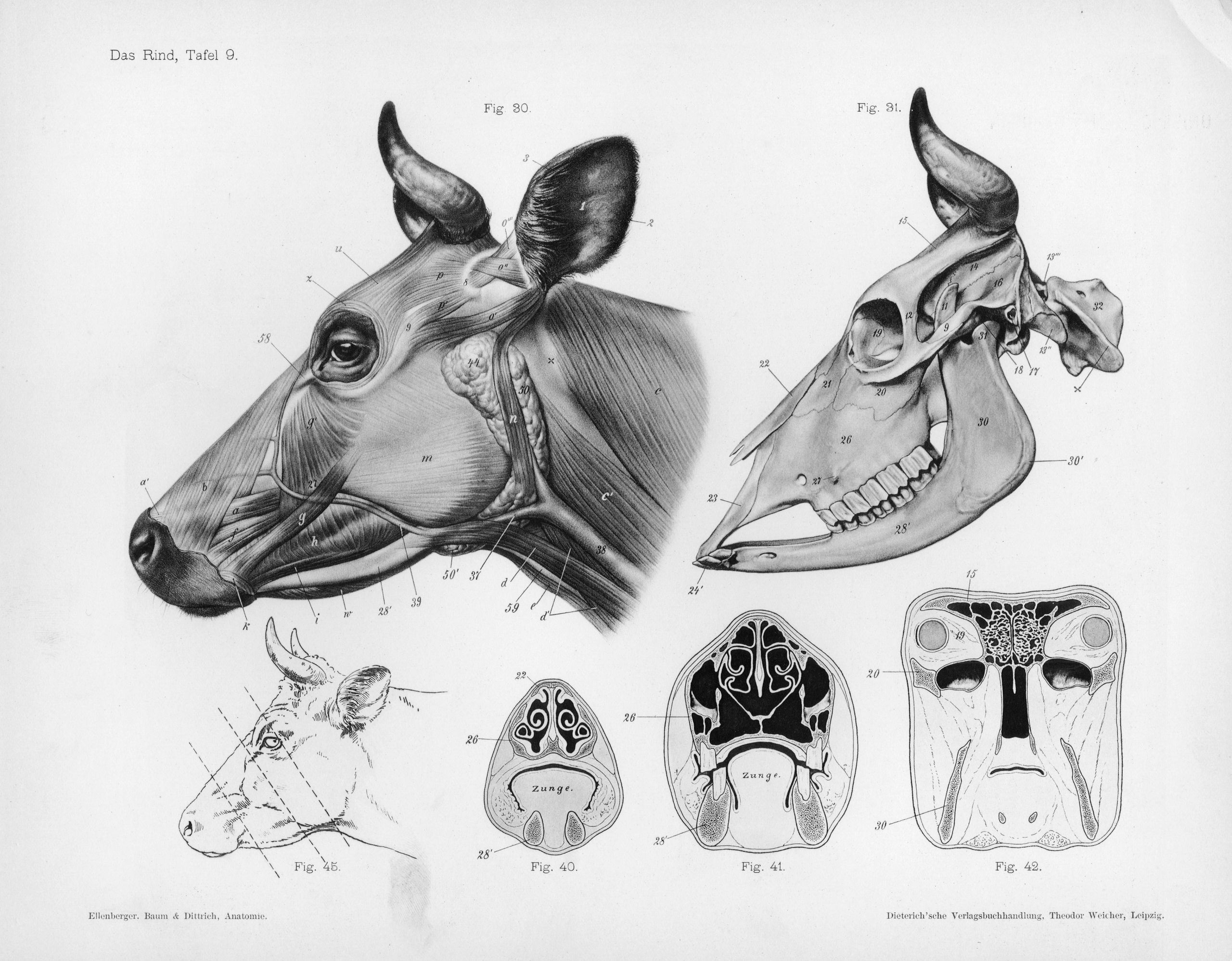 Cow anatomy