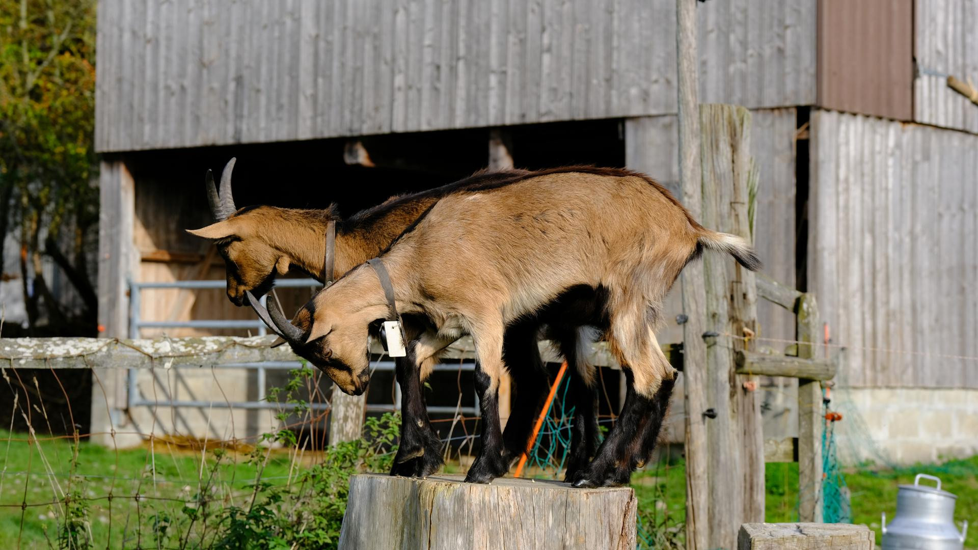 Farm Animals Goats