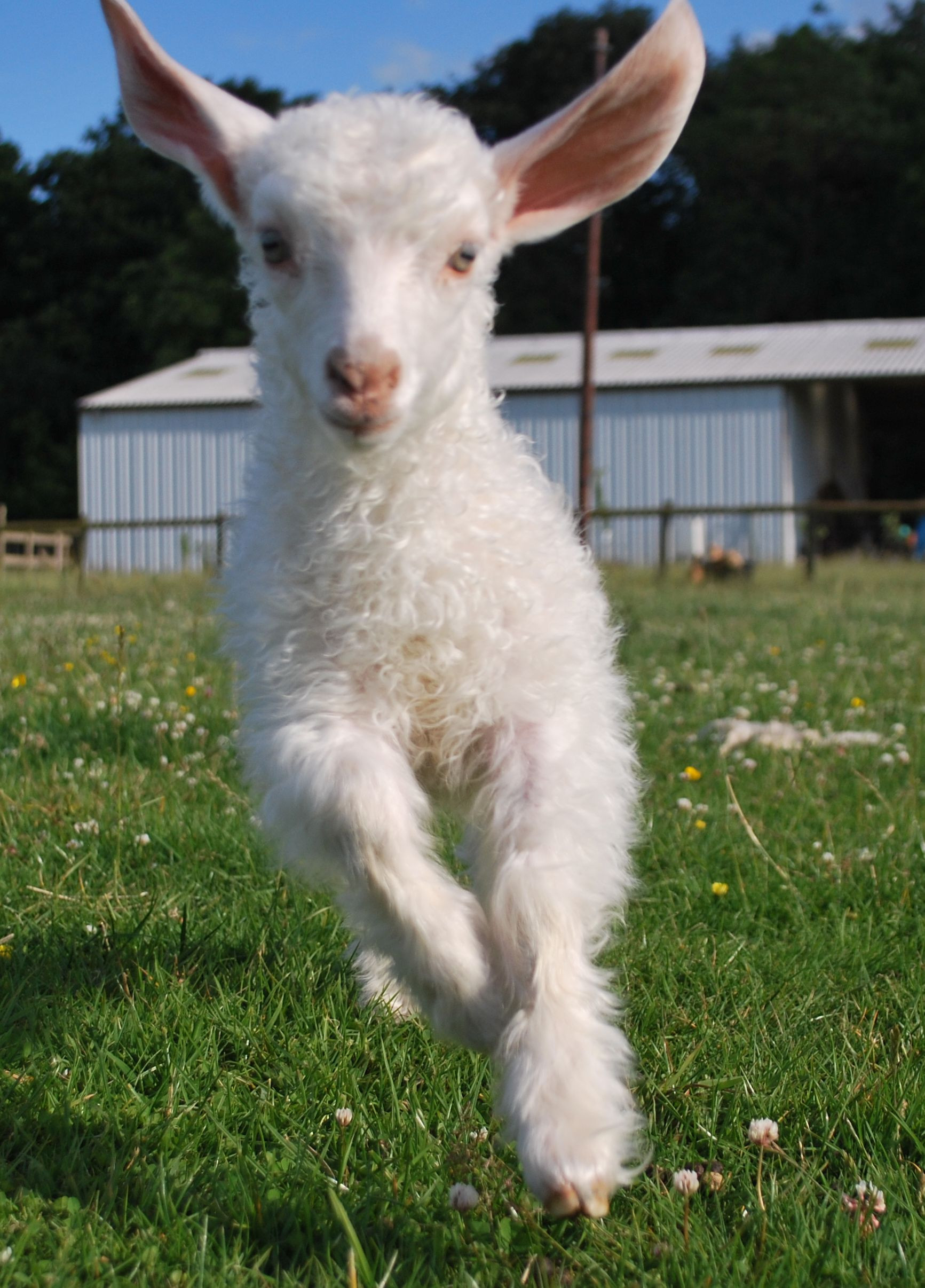 Farm Animals Goats