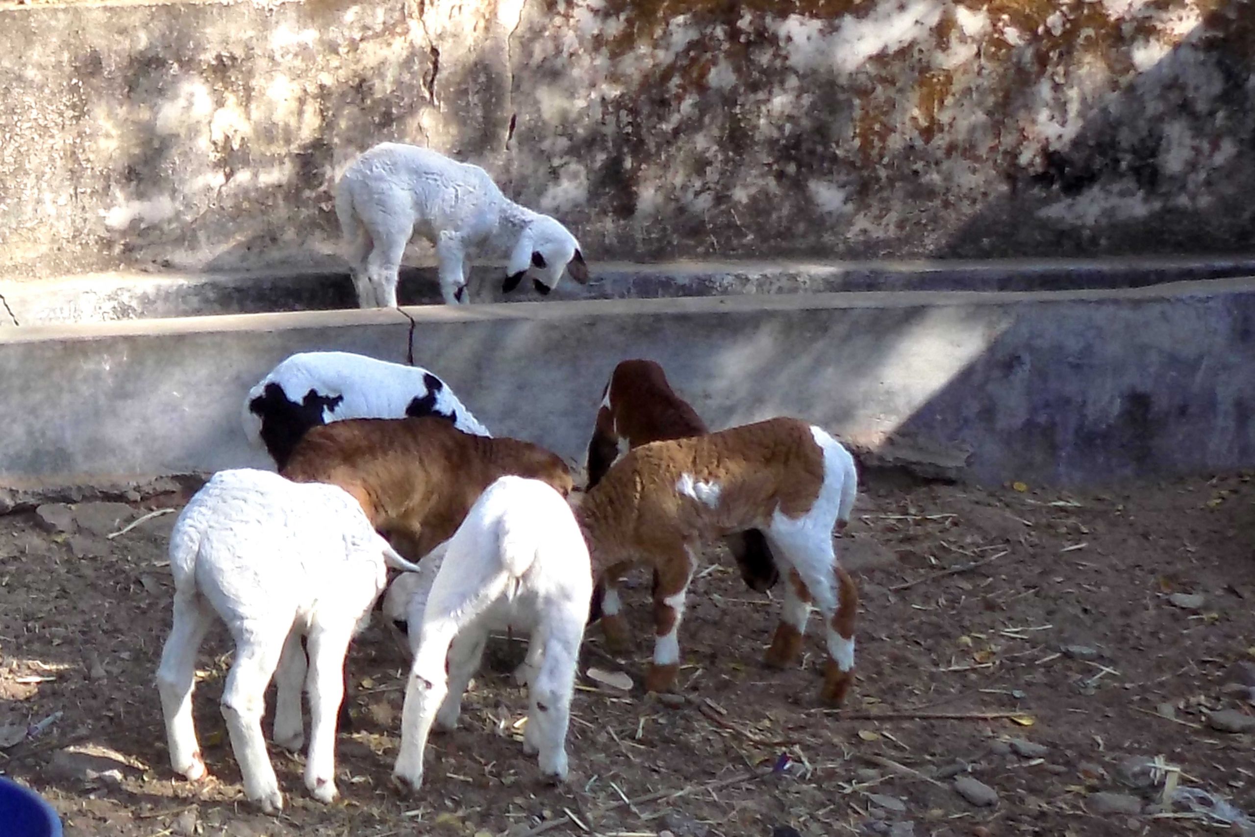 Farm Animals Goats