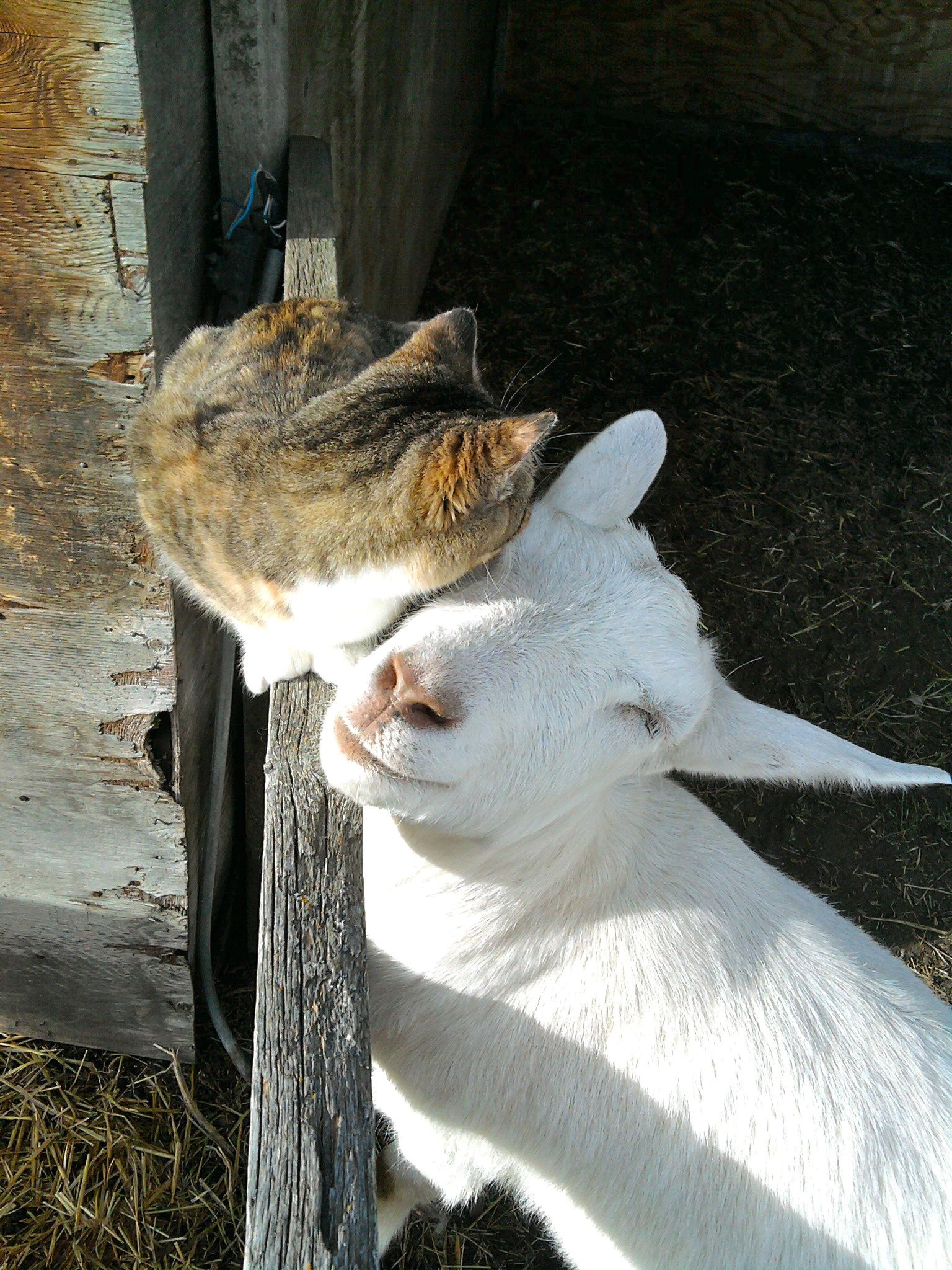 Farm Animals Goats