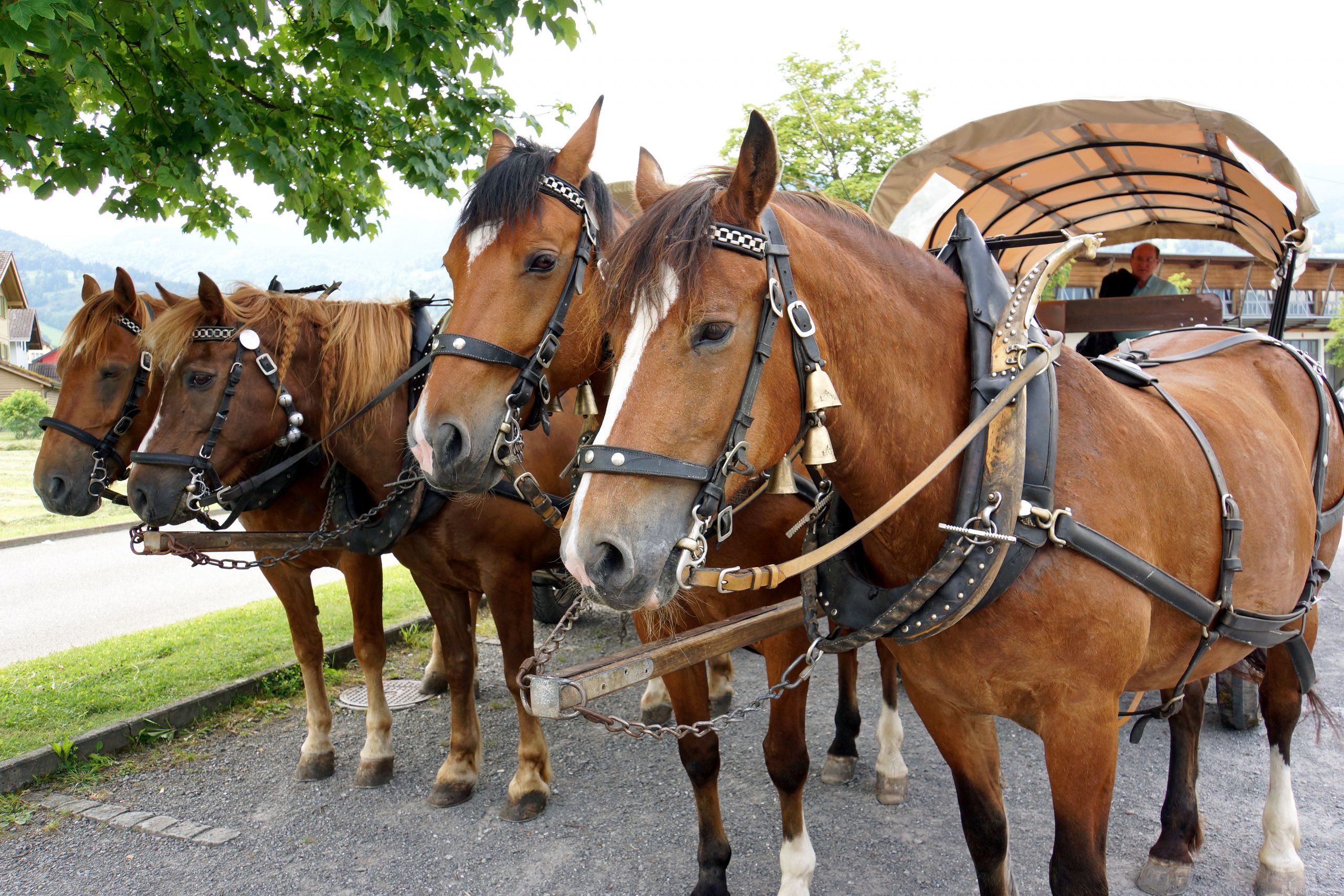 Farm Animals Horses