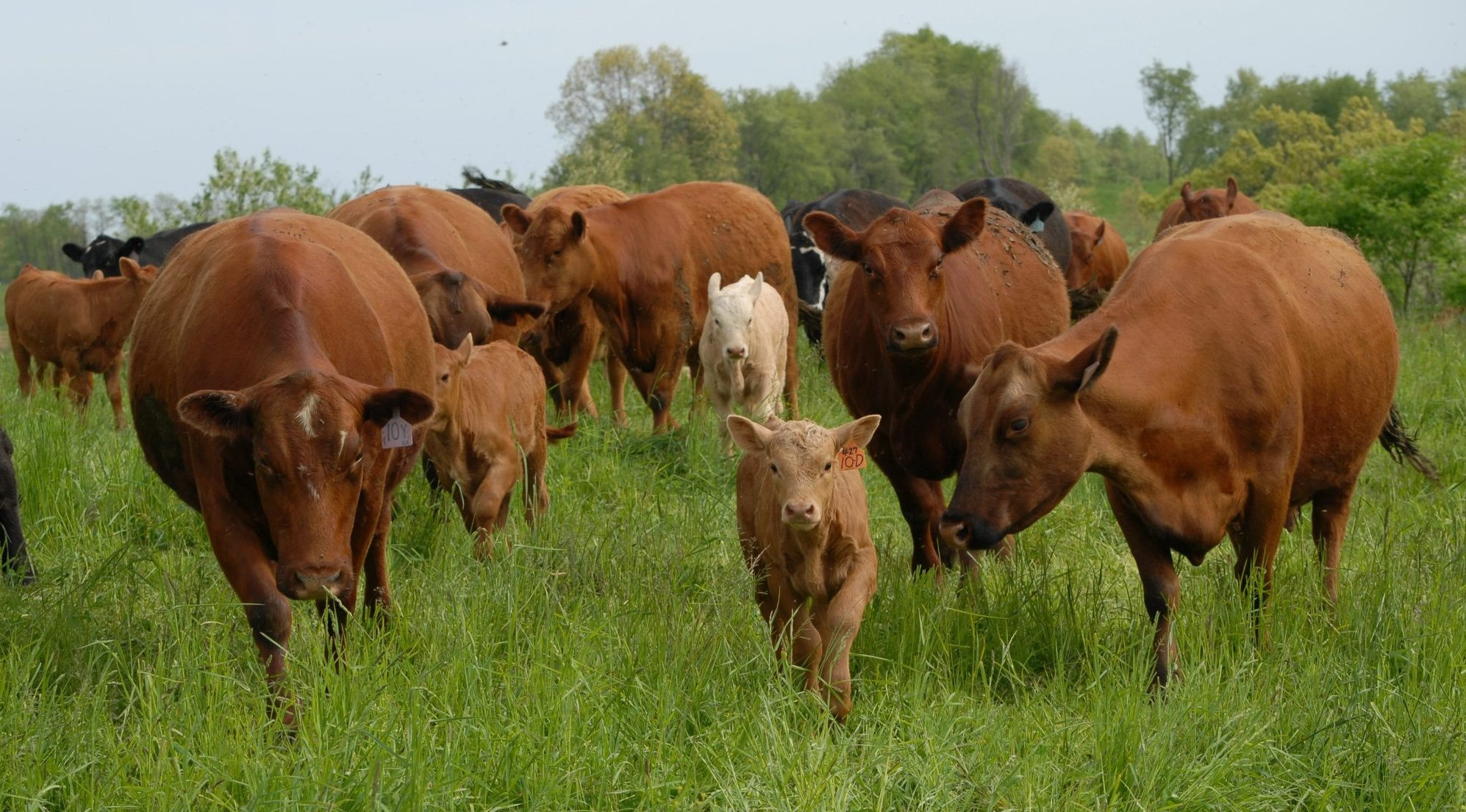 Farm Animals Horses