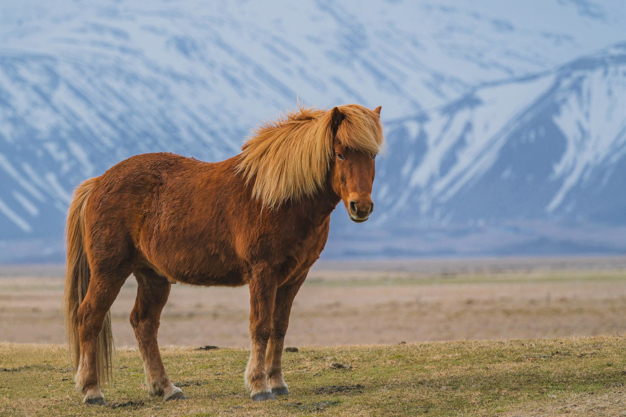 Farm Animals Horses