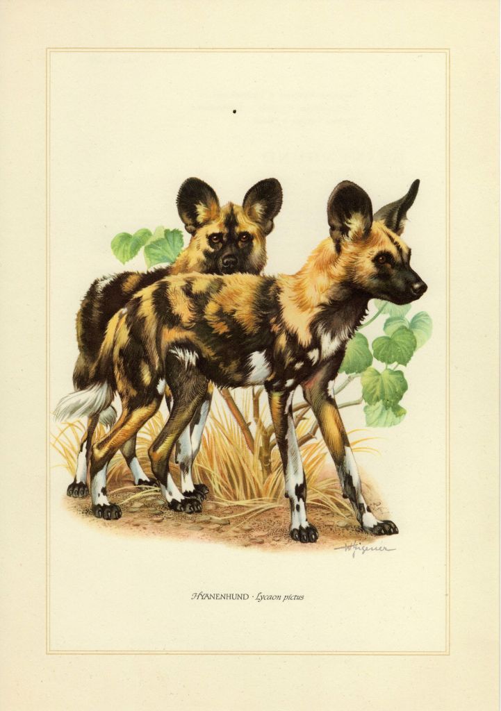 5 Farm Animals Illustration Vintage - AMP