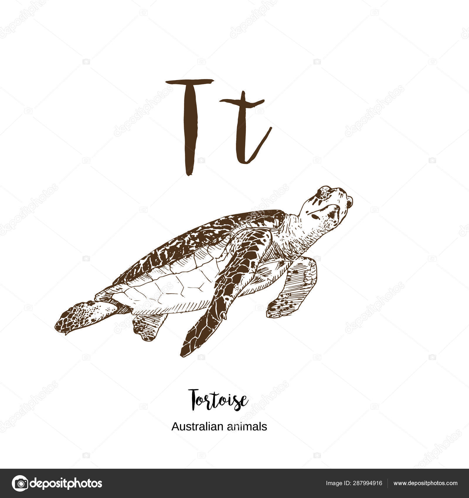 depositphotos stock illustration turtle or tortoise a to