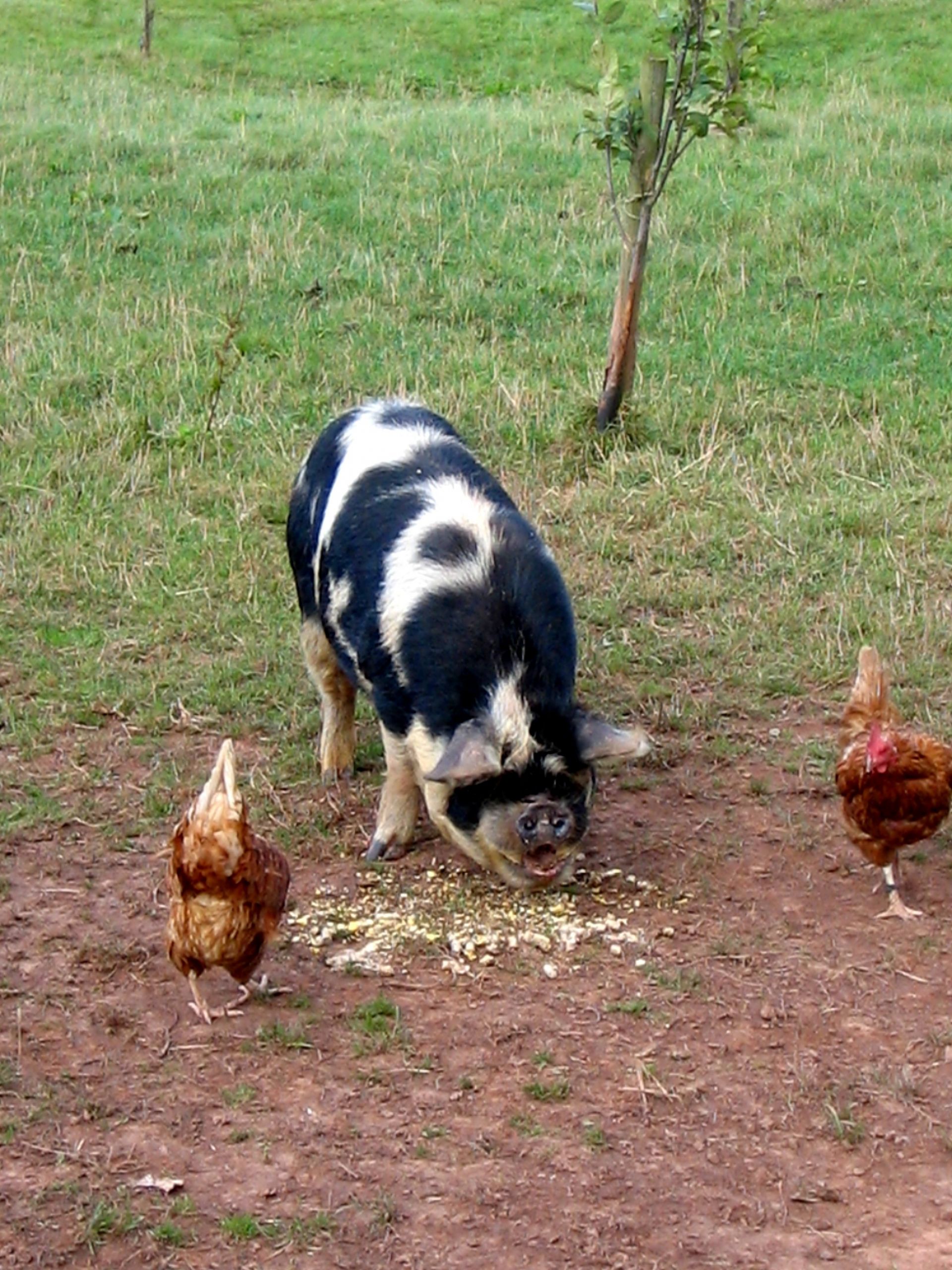 Pig and chickens