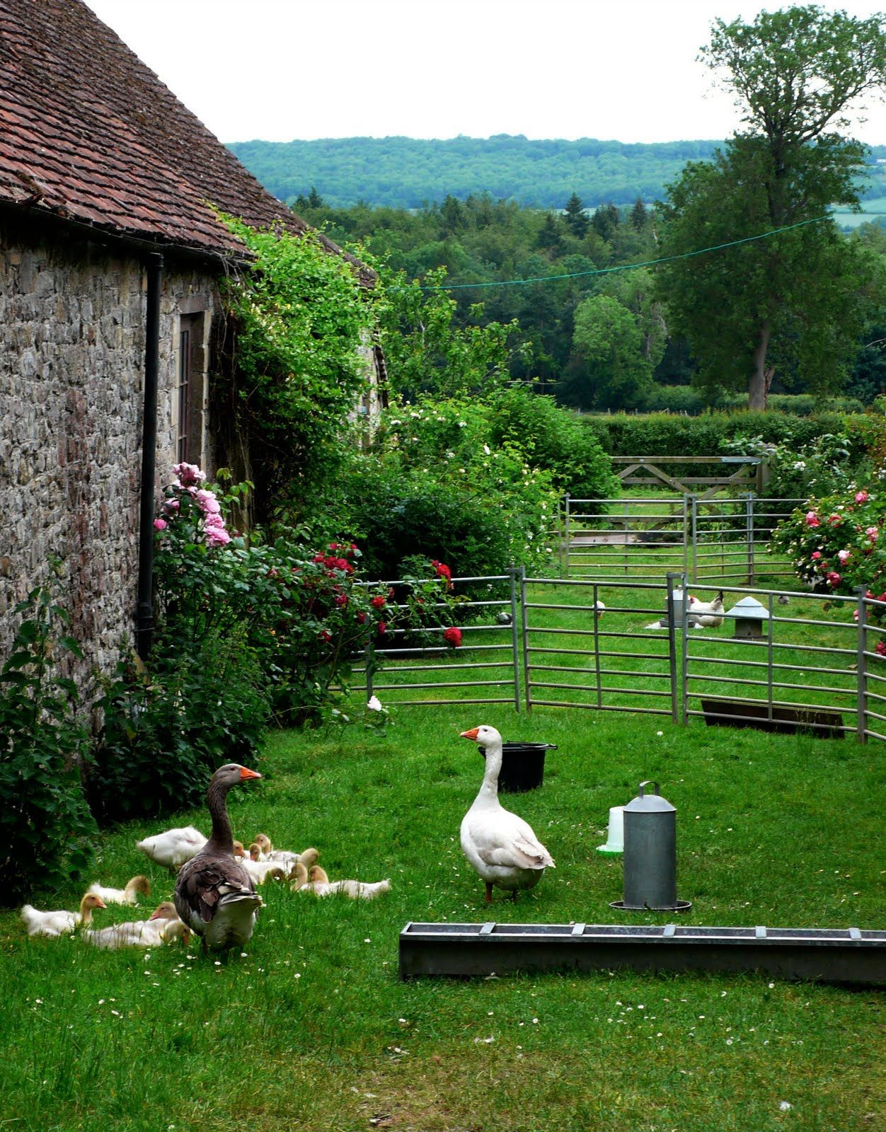 Farm Animals In English