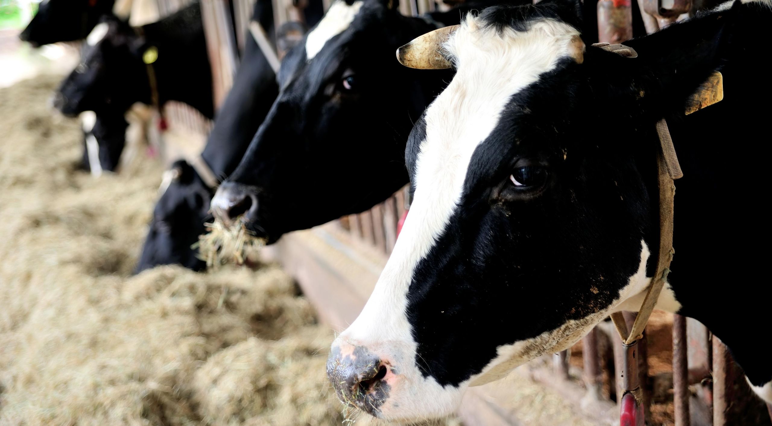 dairy cows eating shutterstock 1 0 382 4256 2729