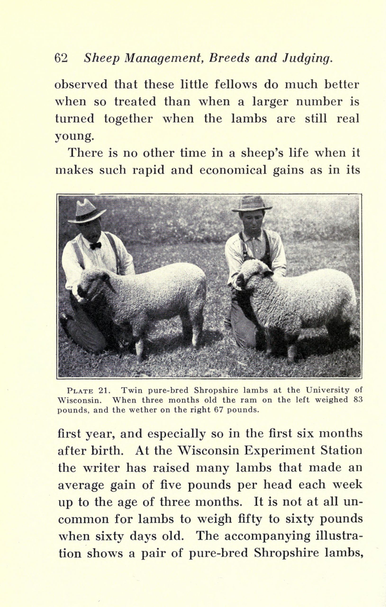 Sheep management BHL