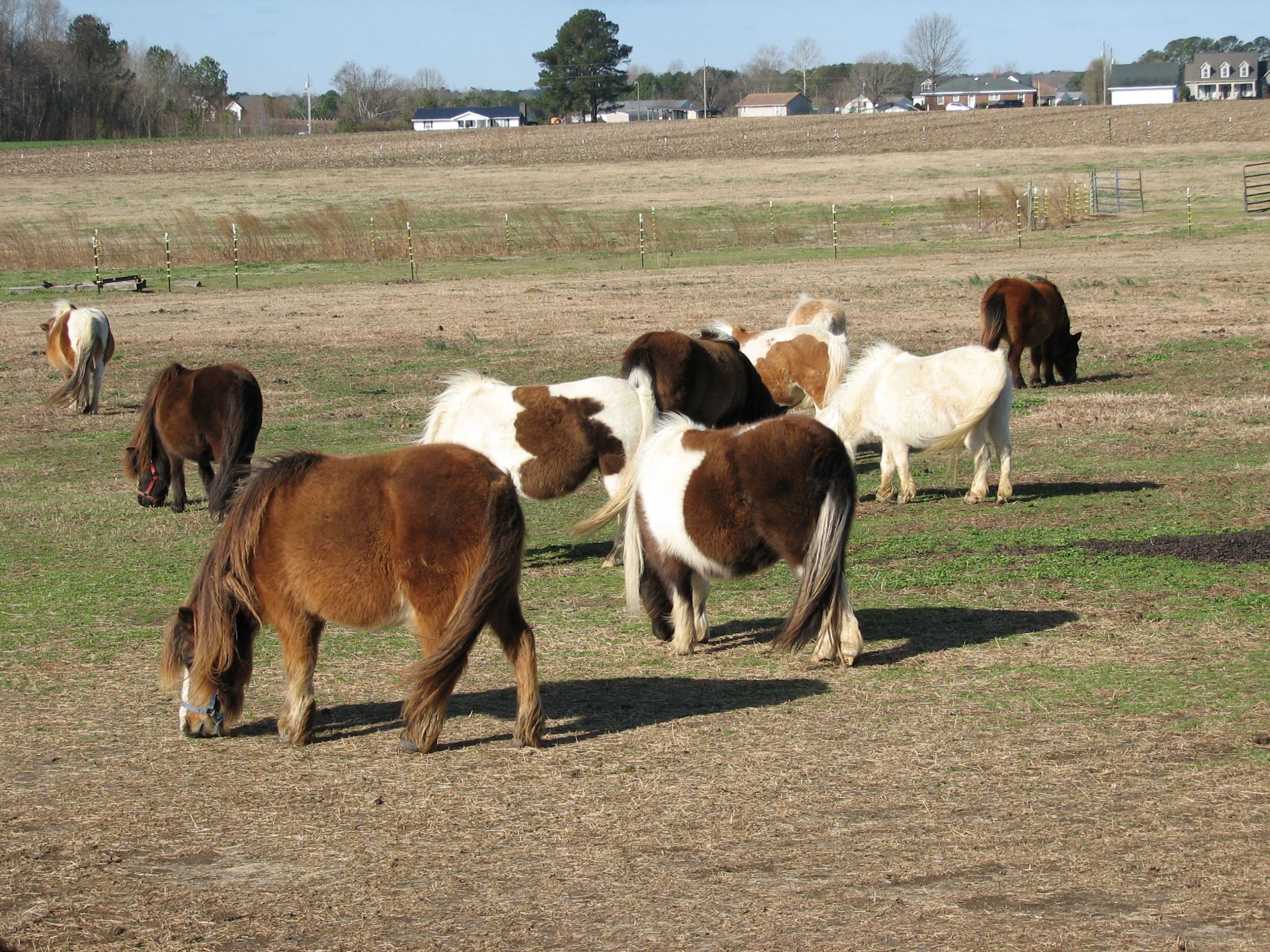 Farm Animals Miniature