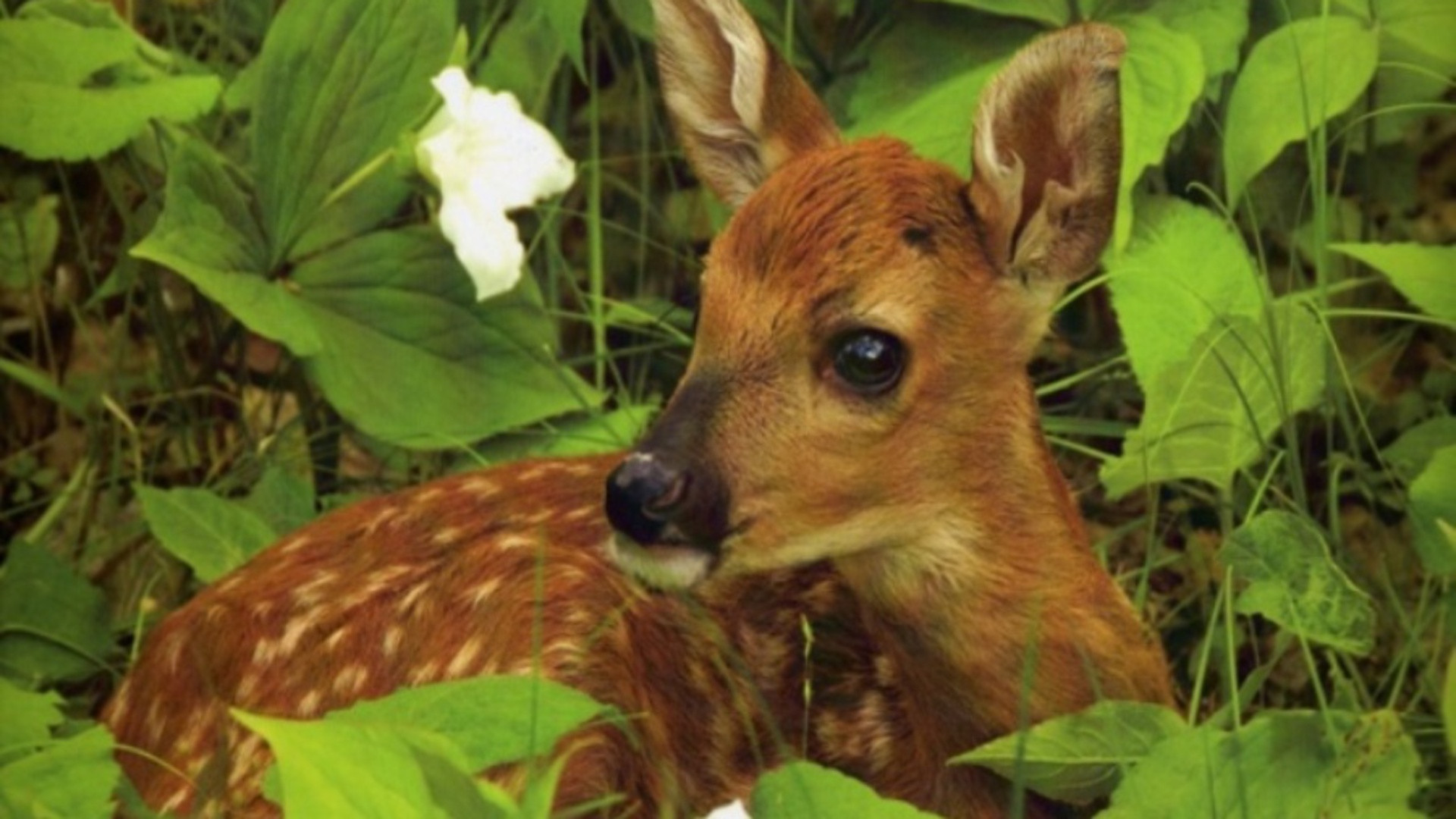 Cute baby deer wallpapers