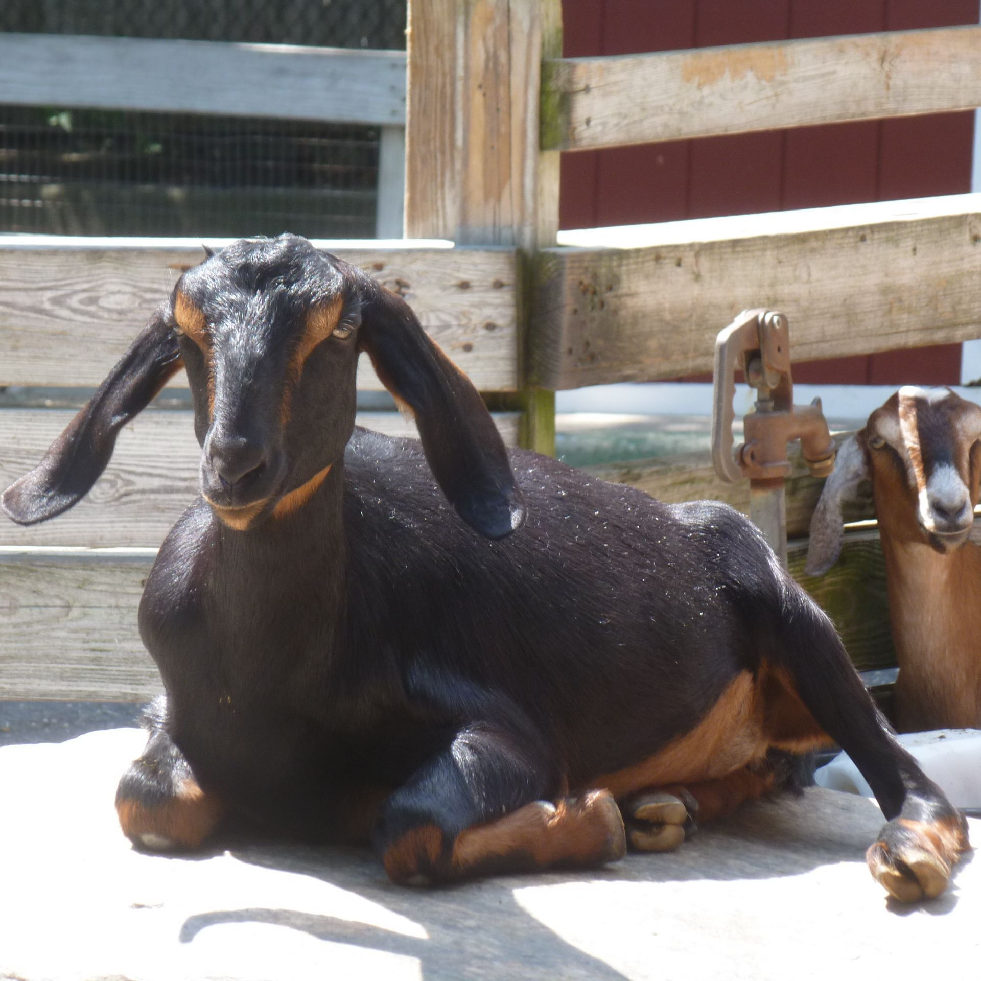 holtsville nubian goats 56a5b90d5f9b58b7d0de20ed